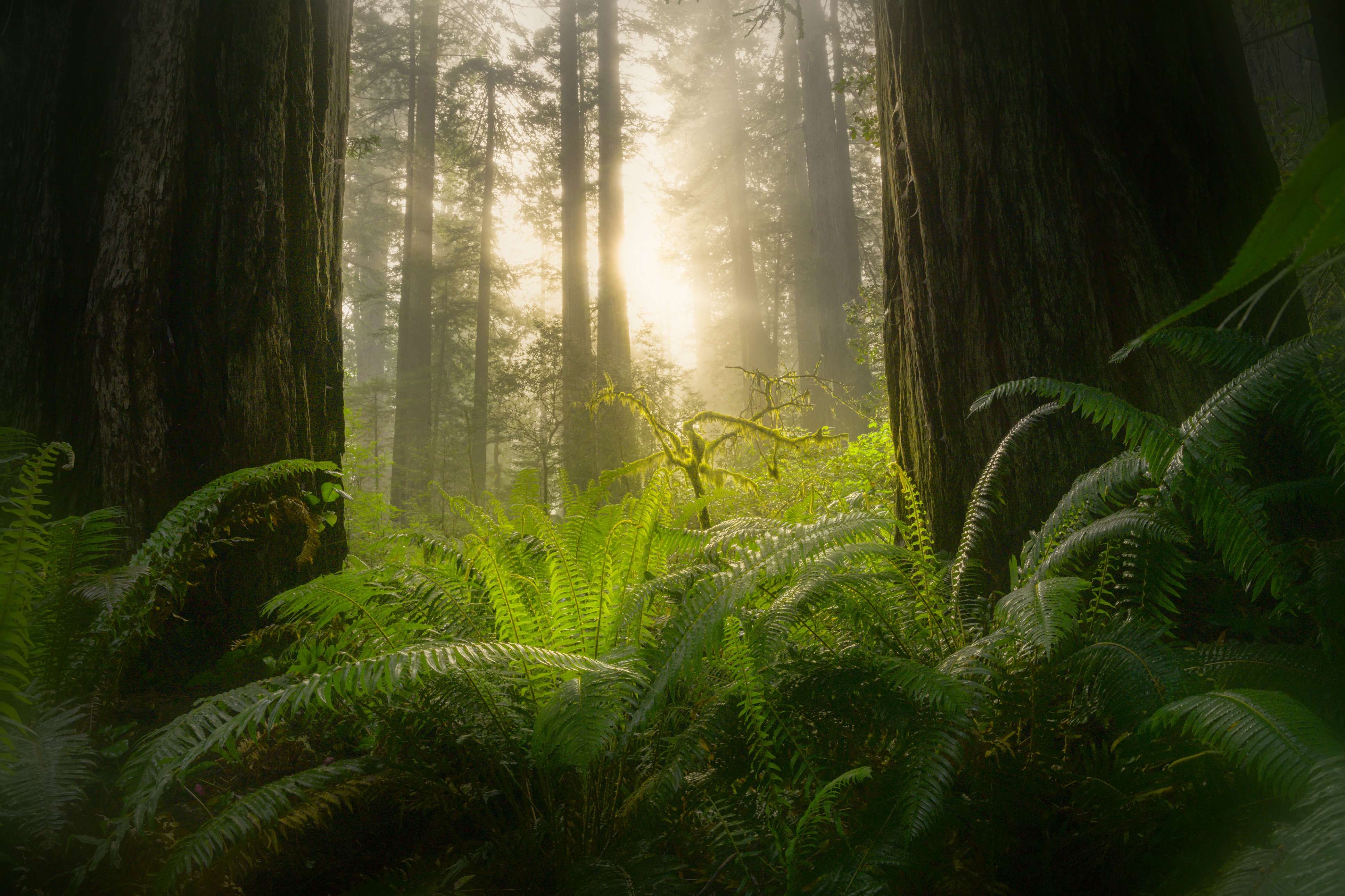 earth, fern, forest, greenery, sequoia, sunbeam wallpapers for tablet