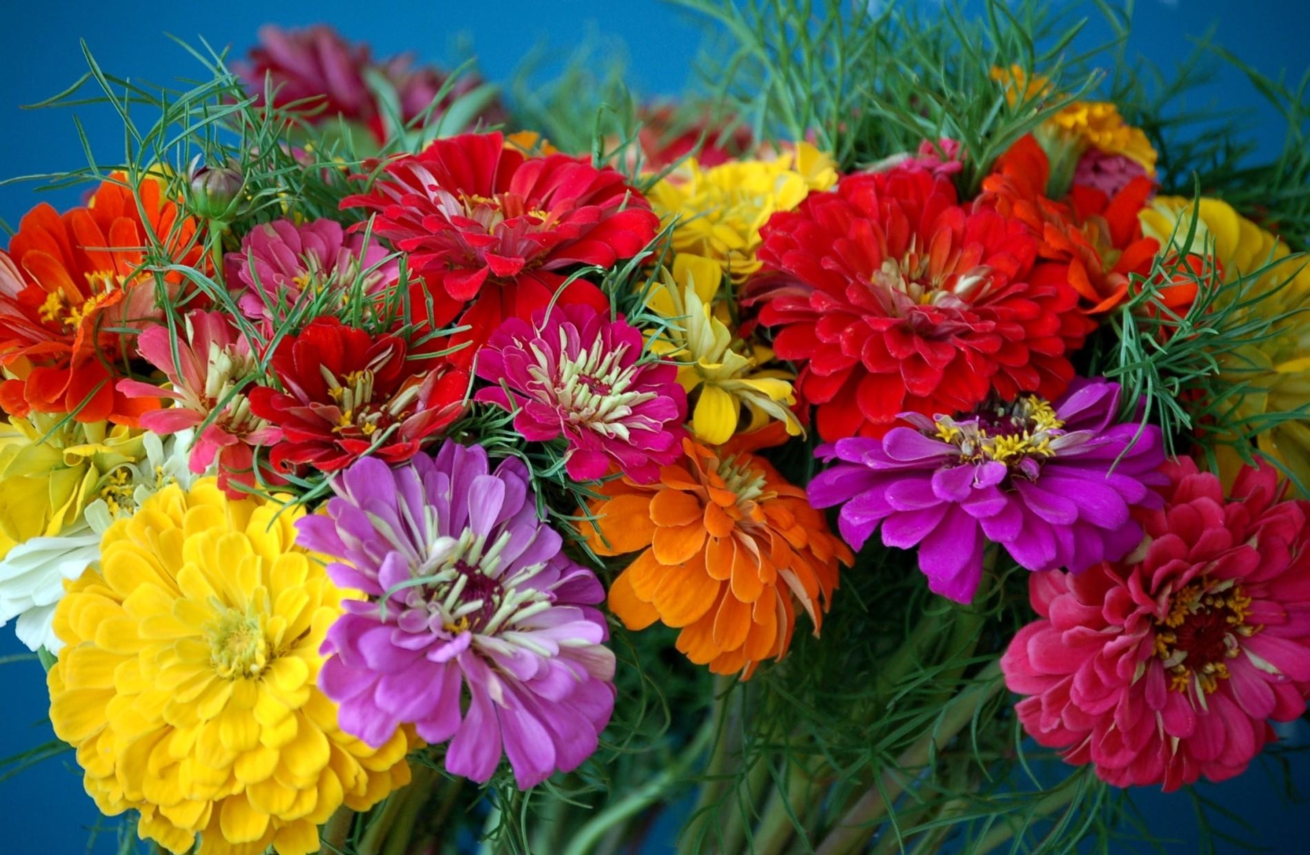 Download mobile wallpaper Zinnias, Cincinnati, Bouquet, Bright, Colorful, Flowers for free.