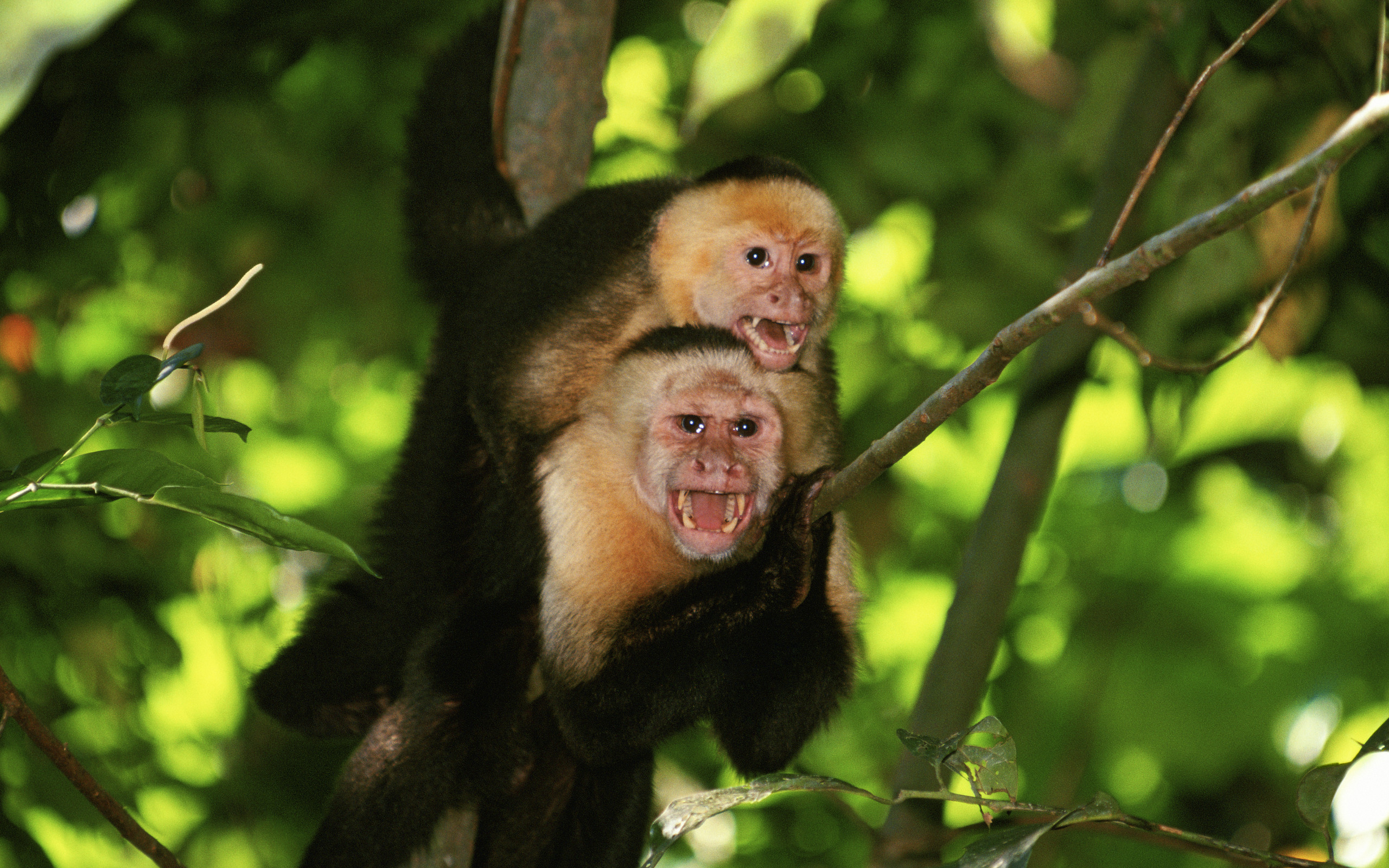 306652 descargar fondo de pantalla animales, mono, monos: protectores de pantalla e imágenes gratis