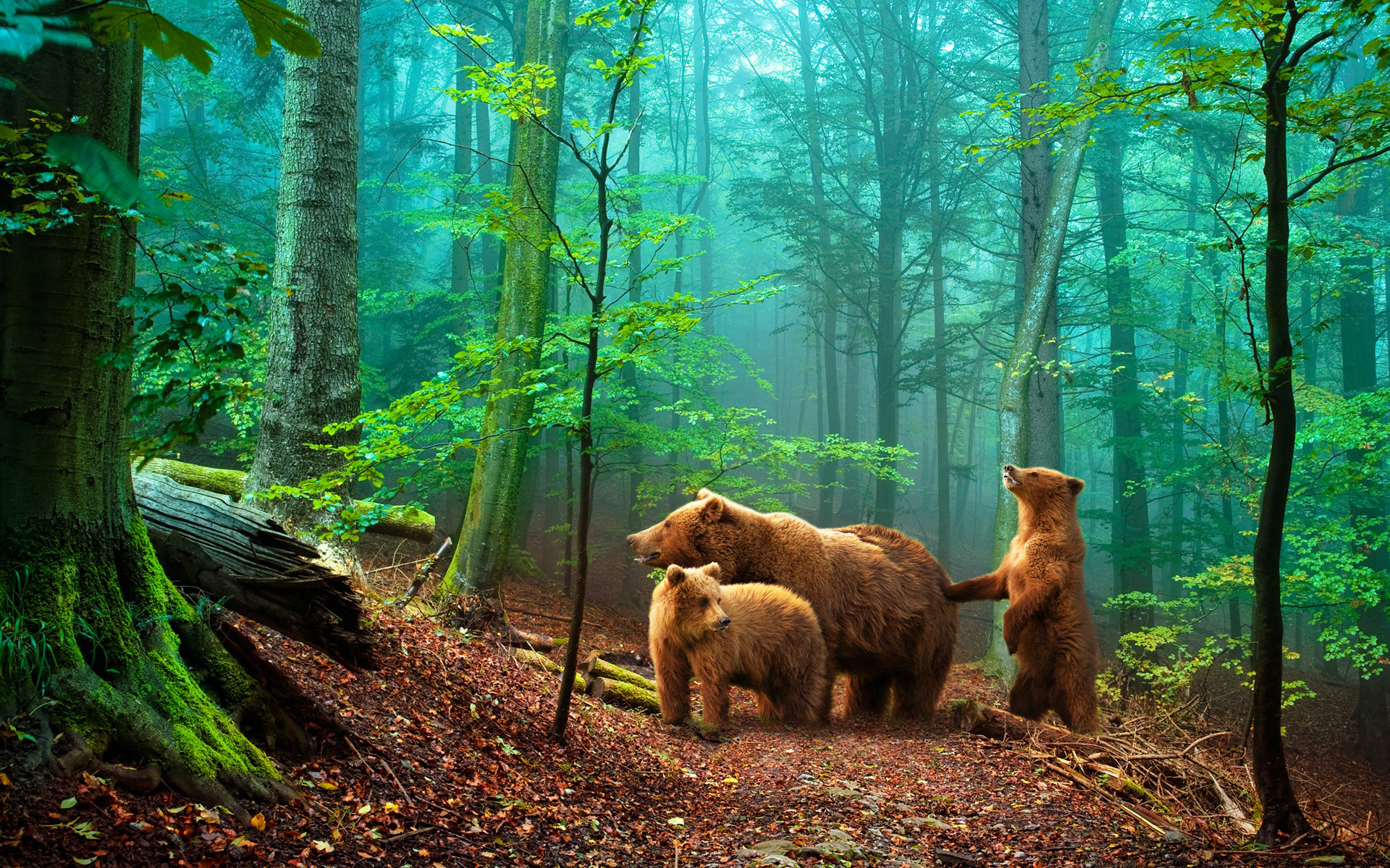 animals, bears Full HD