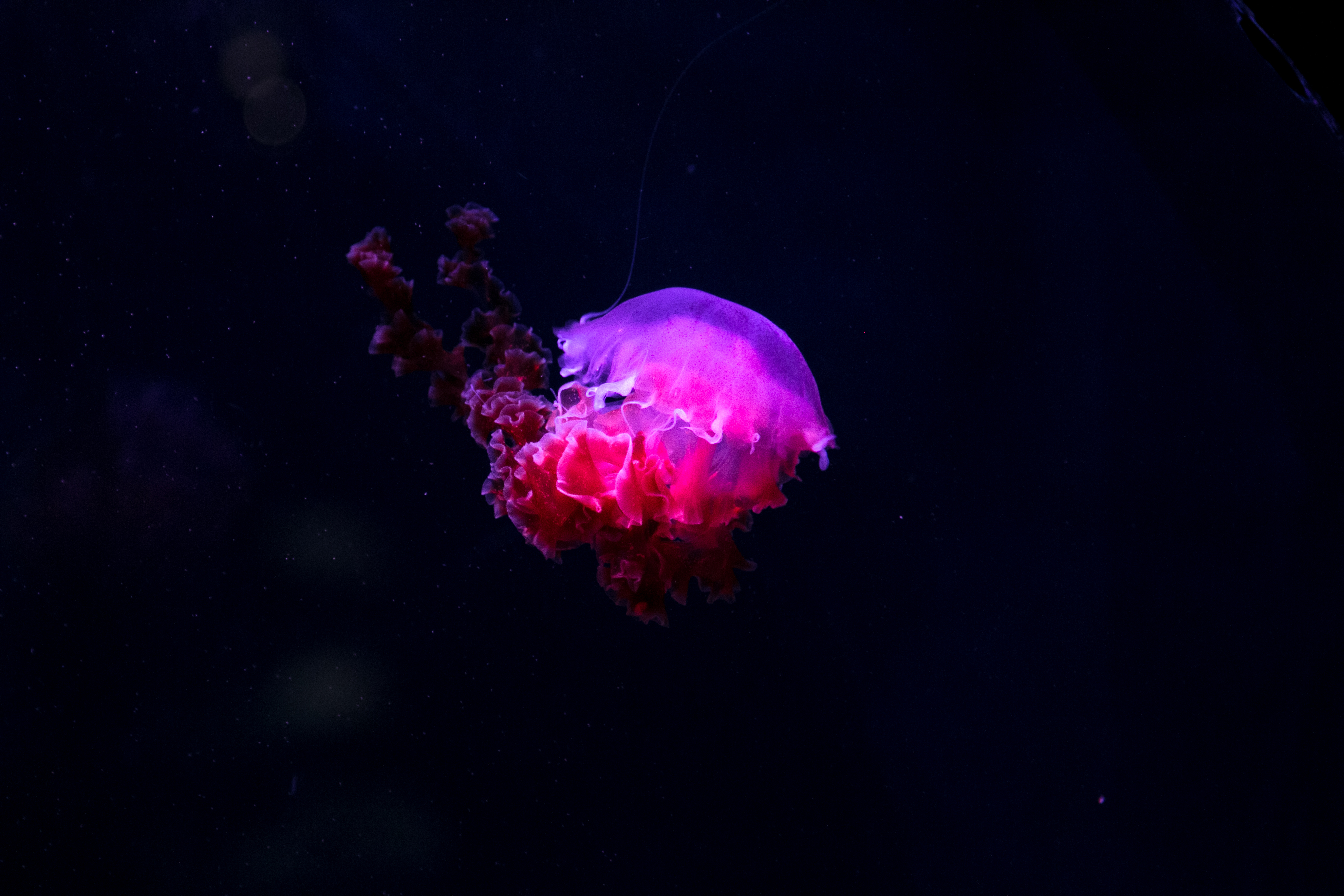 wallpapers underwater world, animals, jellyfish, phosphorus, lights up, glows