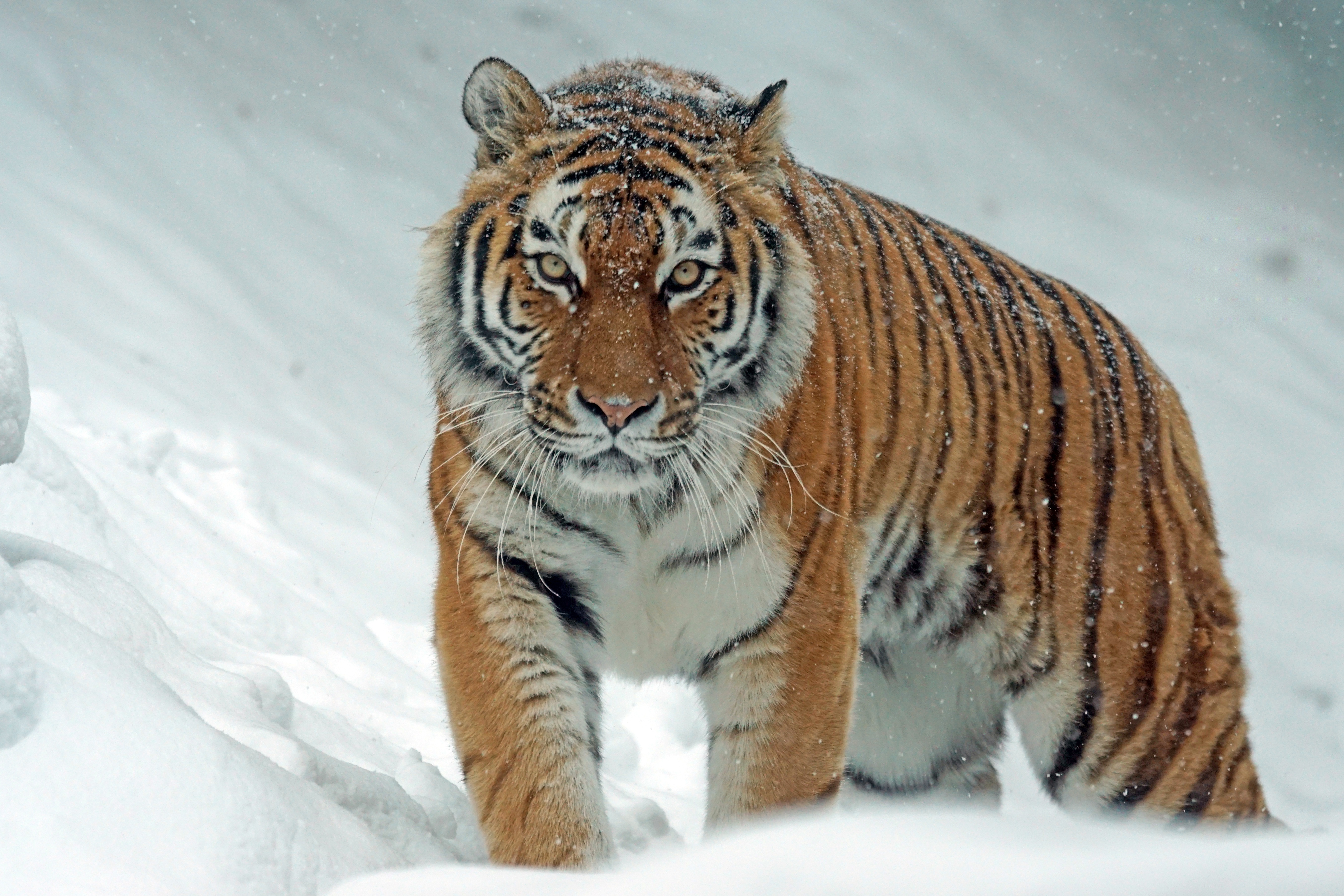 tiger, animals, predator, snow, big cat