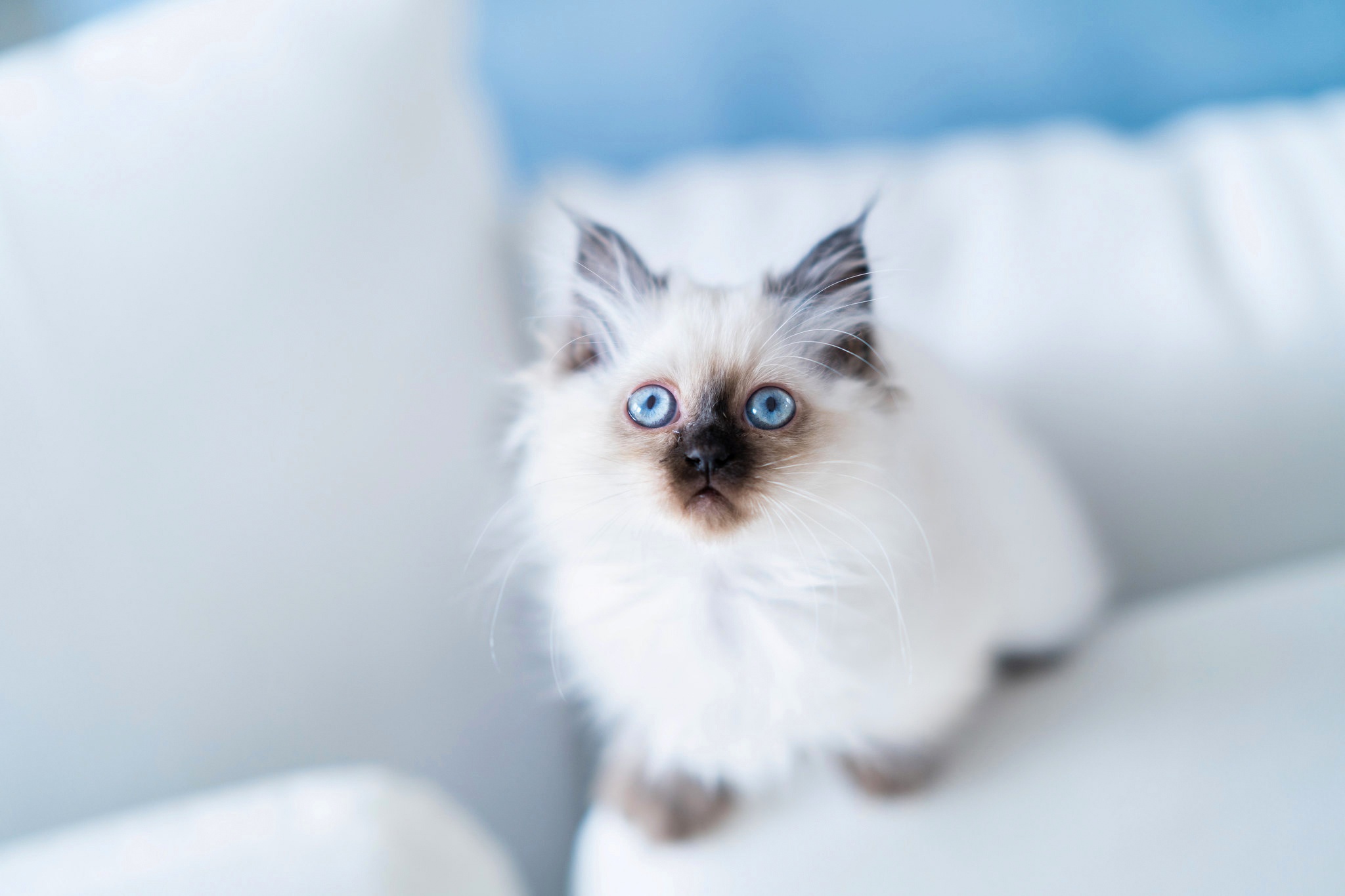 burmese cat, animal, cat, blue eyes, kitten, cats