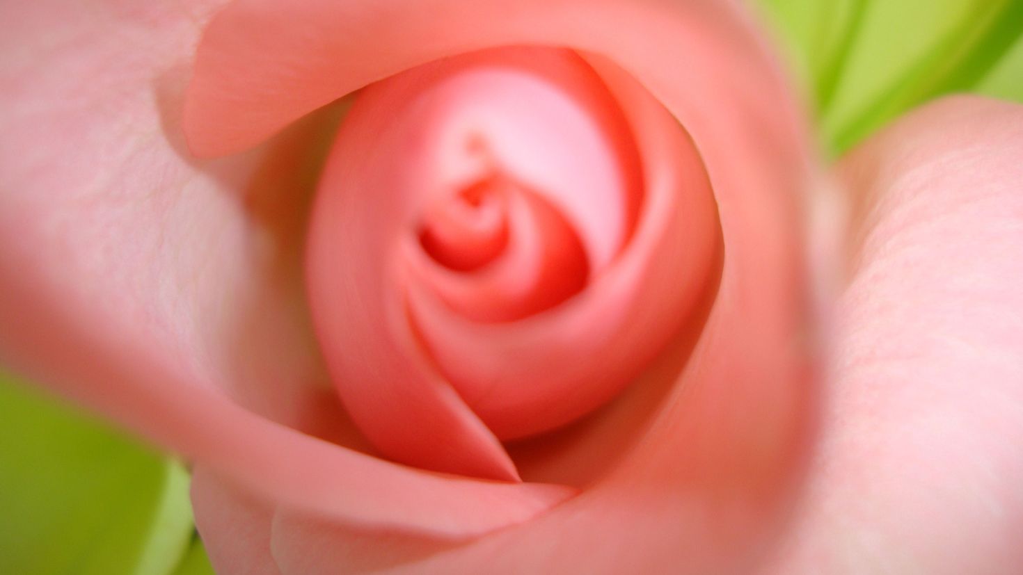 Половые розочки. Бутон цветка. Розовый бутон. Бутончик цветка. Красивые женские бутоны.
