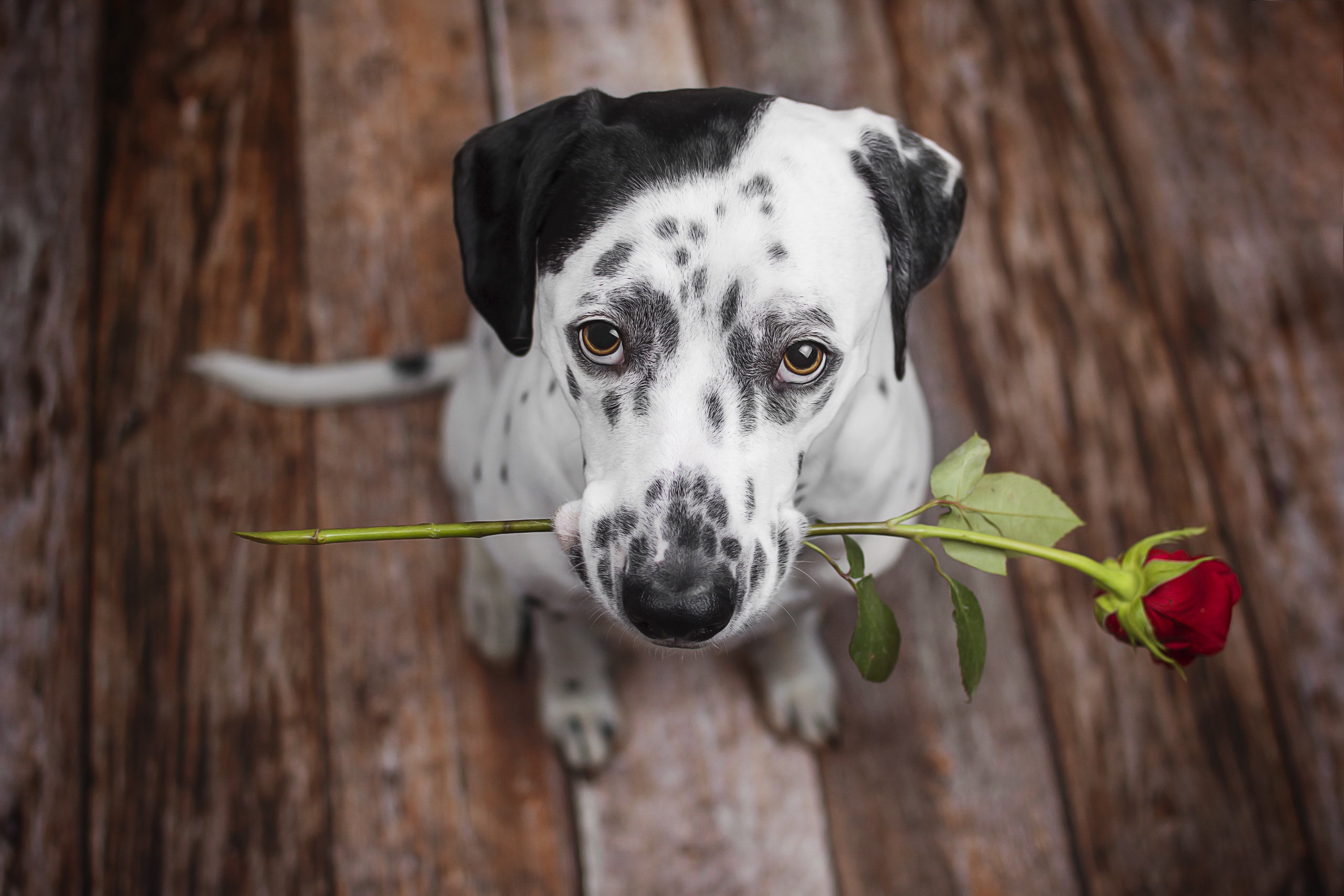 Фото собака с цветком в зубах