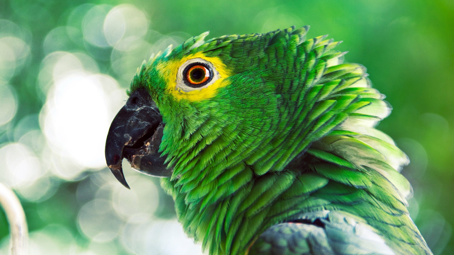 Рио Найджел зеленая птичка