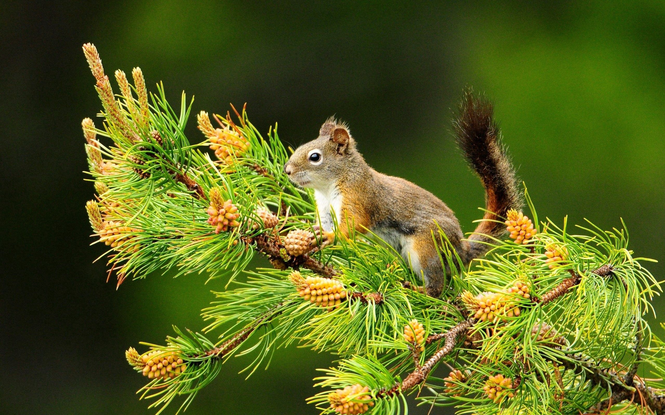 wallpapers branch, sit, spruce, animals, squirrel, fir, tail