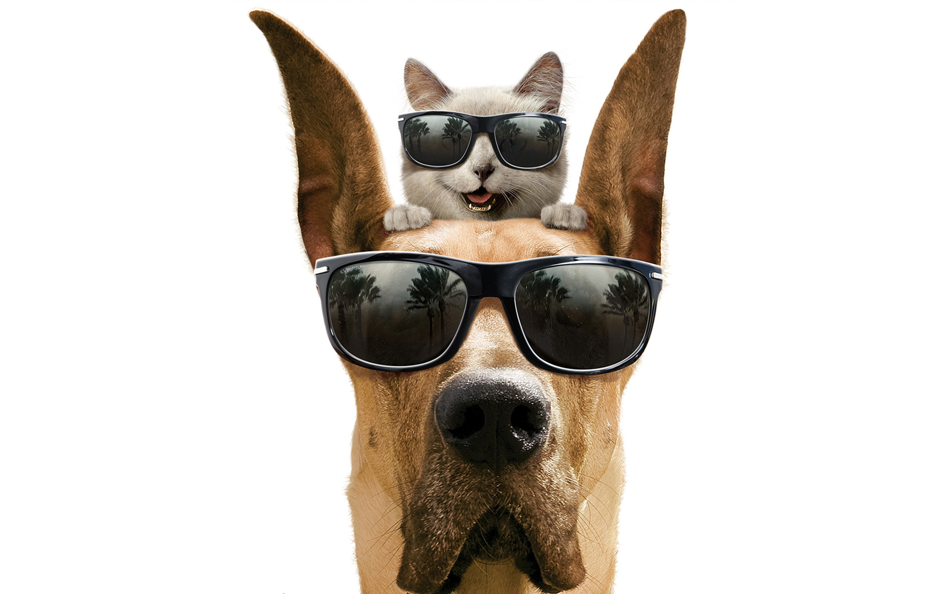 549675 descargar fondo de pantalla películas, marmaduke, gato, lindo, perro, gracioso, gafas de sol: protectores de pantalla e imágenes gratis