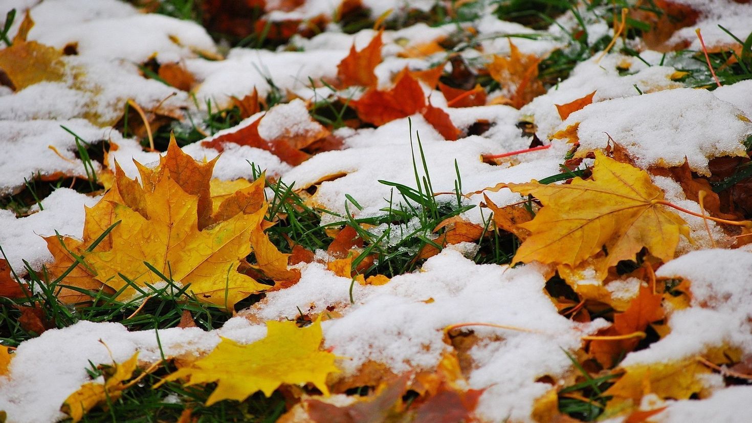 Пестрый снег. Ноябрь природа. С началом зимы. Ранняя зима. Снег осенью.