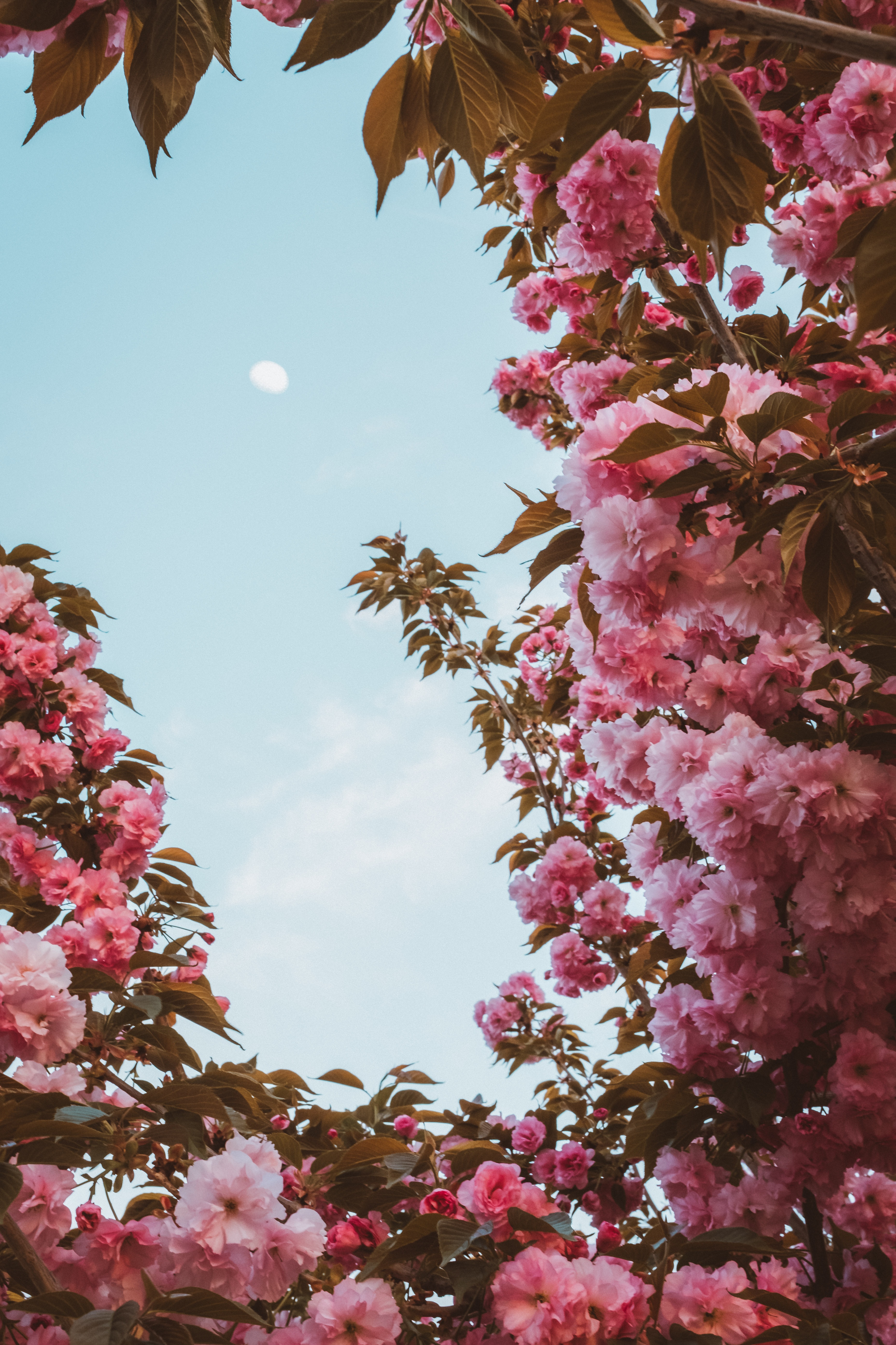 sakura, pink, flowering, moon, flowers, sky, bloom, spring