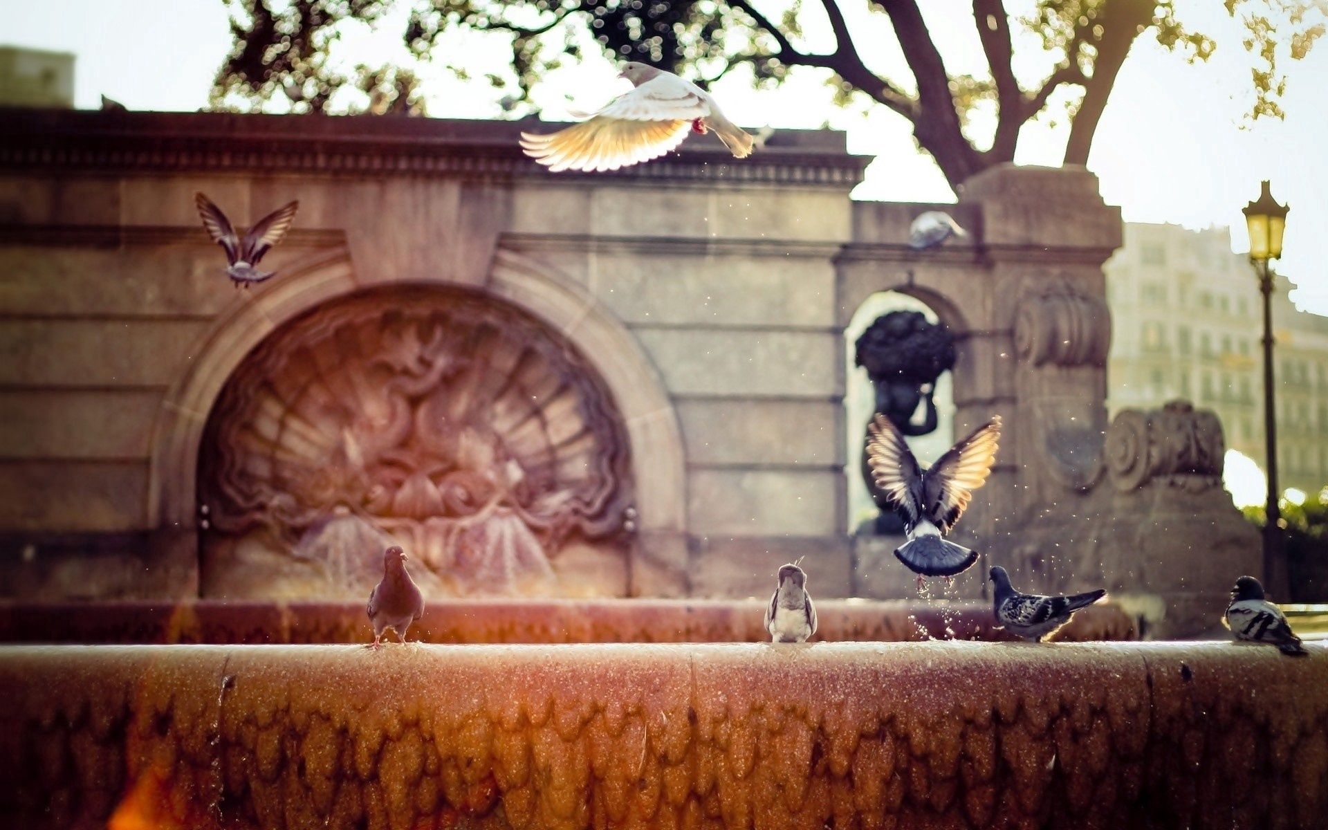 pigeons, animals, fountain, wings, wave, sweep