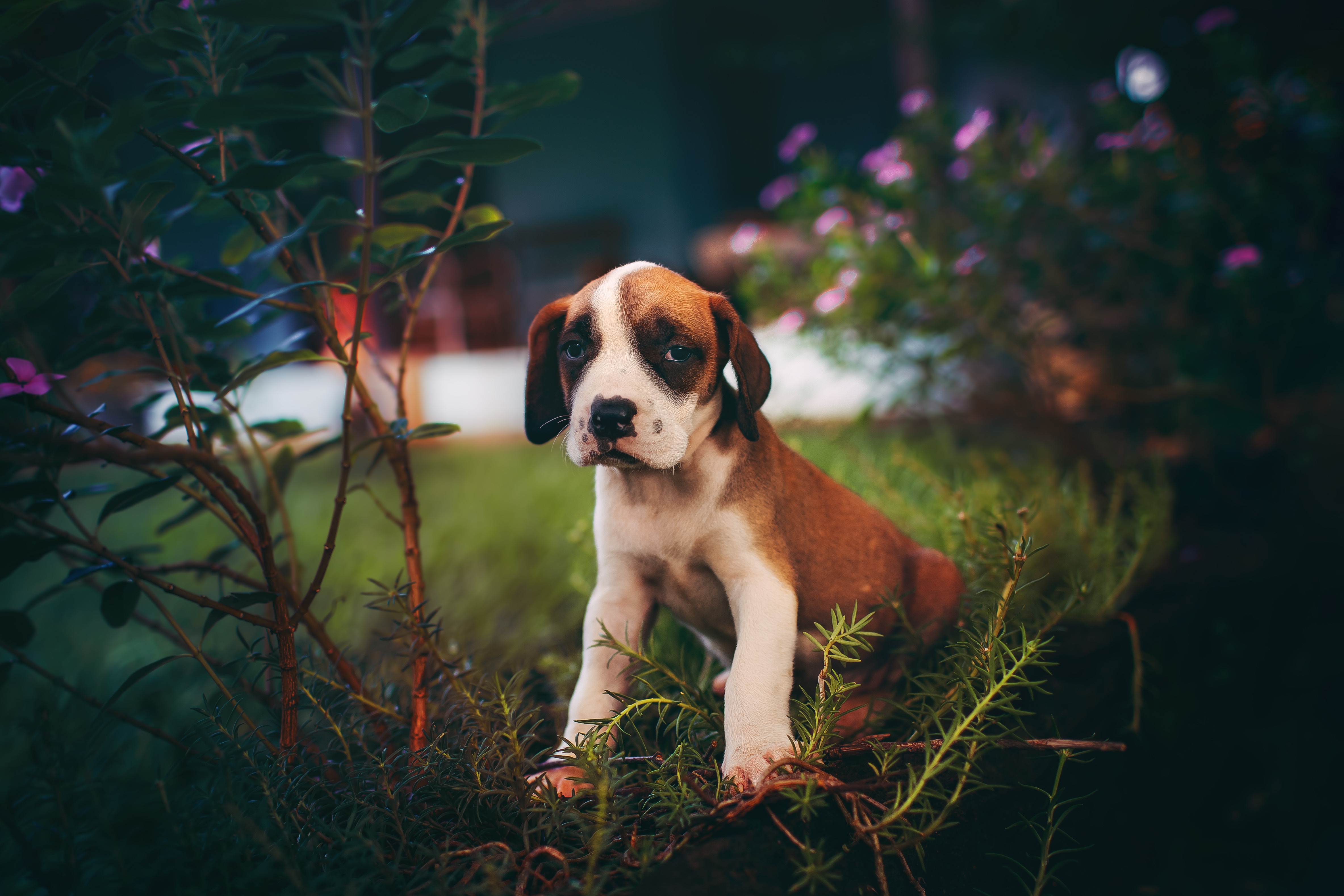 Download mobile wallpaper Is Sitting, Sits, Nice, Sweetheart, Animals, Dog, Puppy for free.