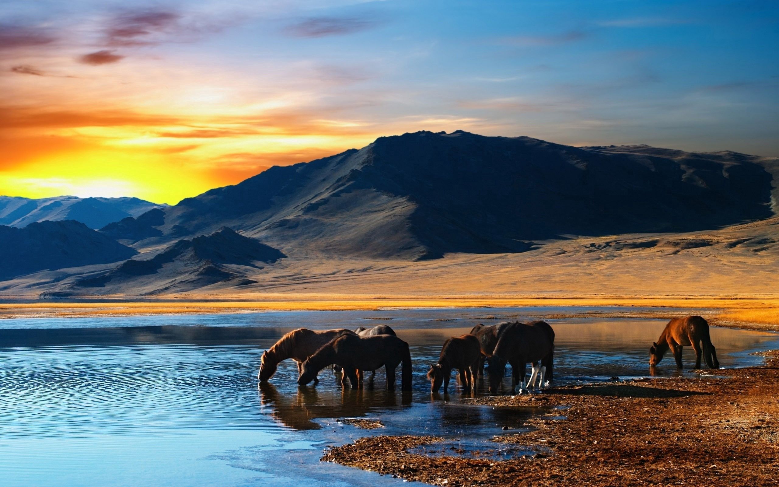 horses, herd, animals, water, sunset, mountains, shore, bank, drink, thirst