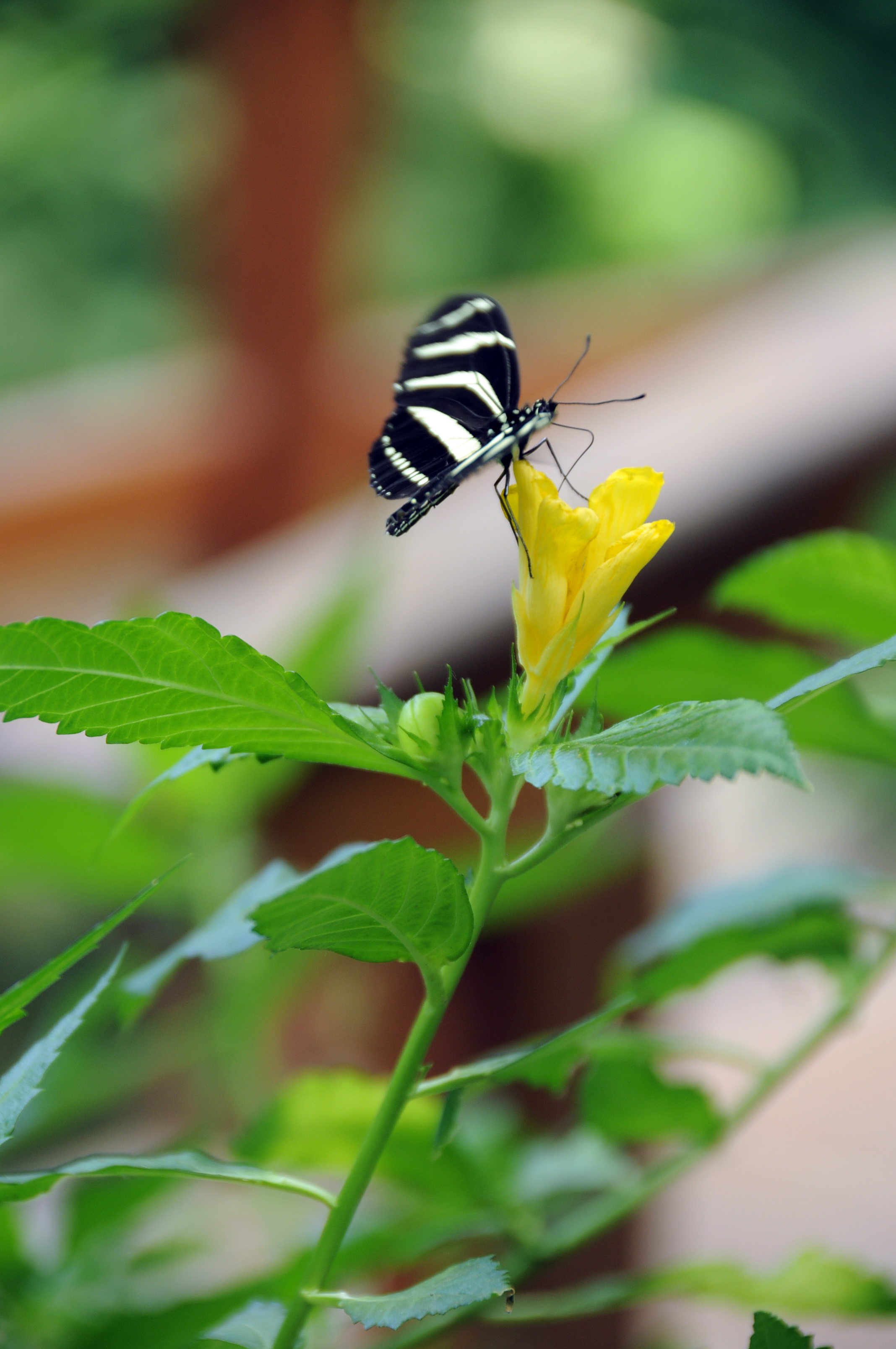 Download mobile wallpaper Striped, Macro, Insect, Flower, Butterfly for free.