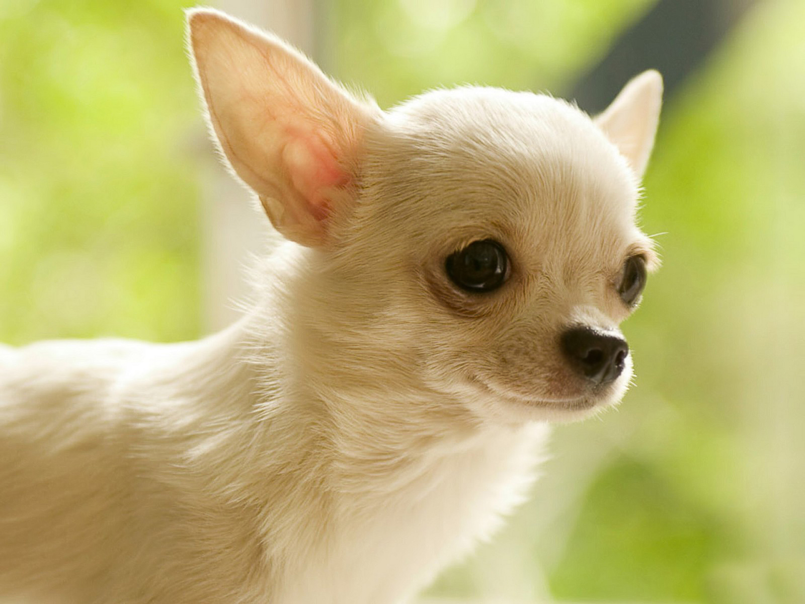281786 économiseurs d'écran et fonds d'écran Chihuahua sur votre téléphone. Téléchargez  images gratuitement
