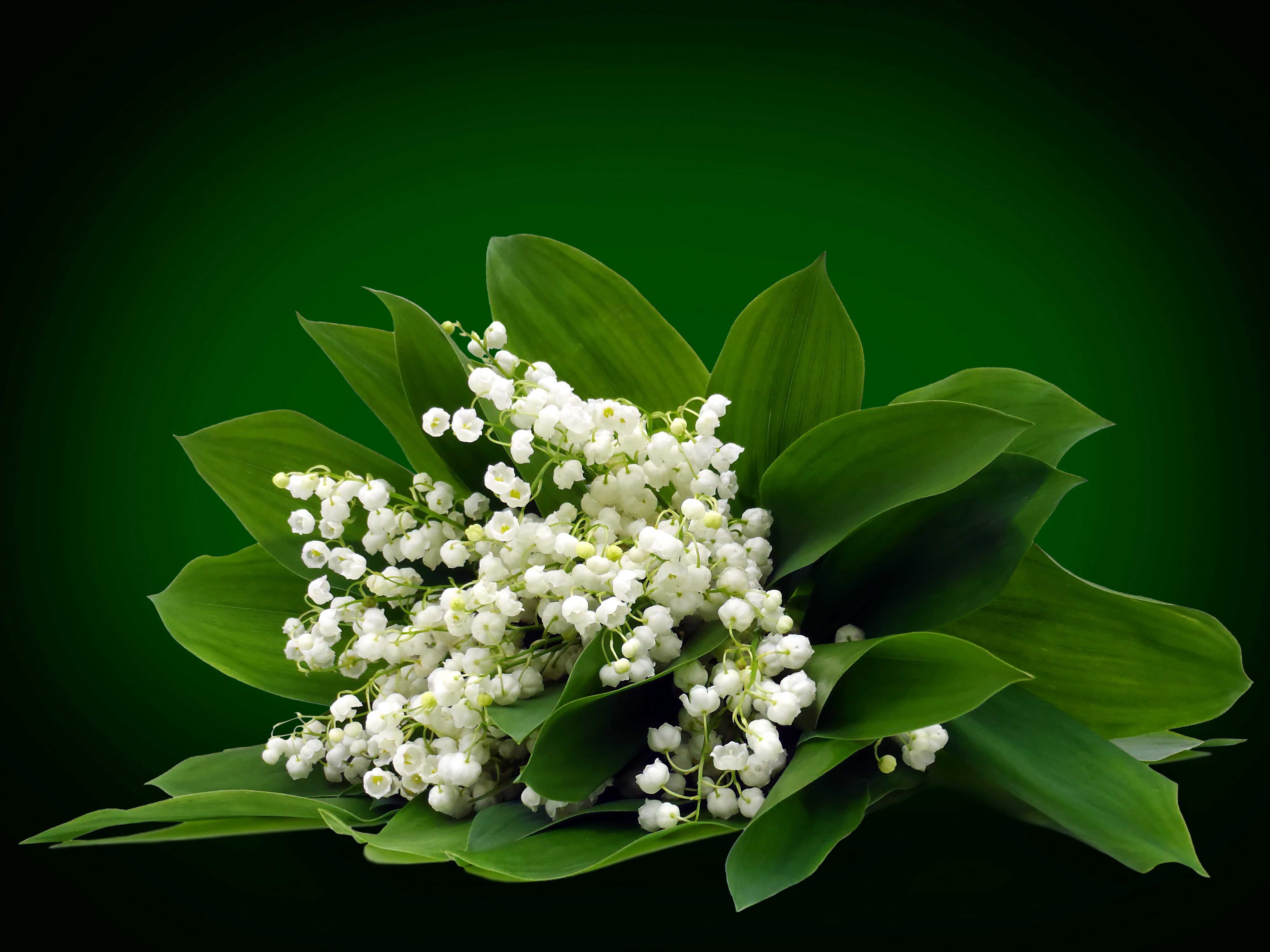 nature, lily of the valley, flowers, earth, flower cellphone