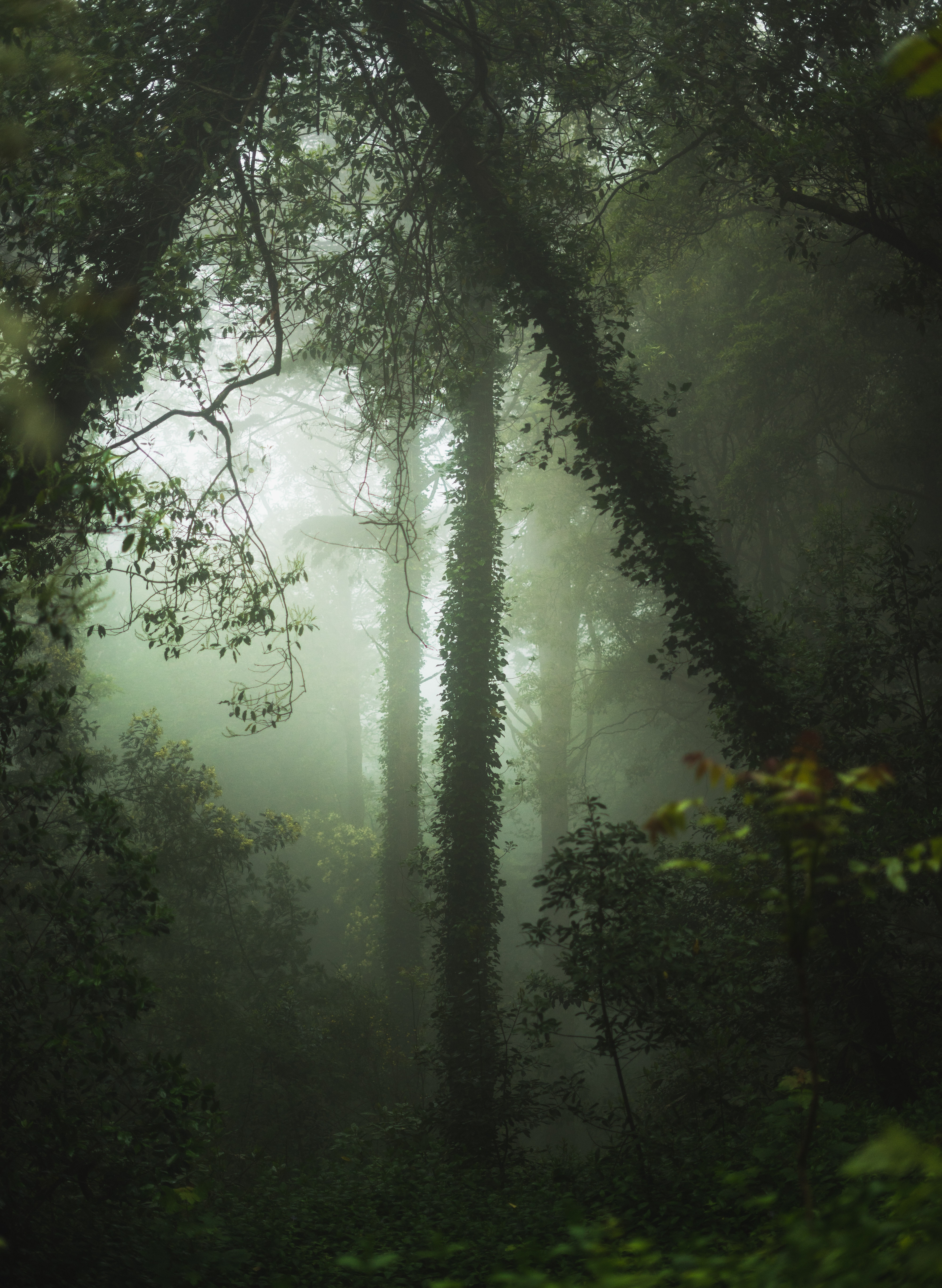 Скачать картинку Природа, Туман, Растительность, Деревья, Лес в телефон бесплатно.