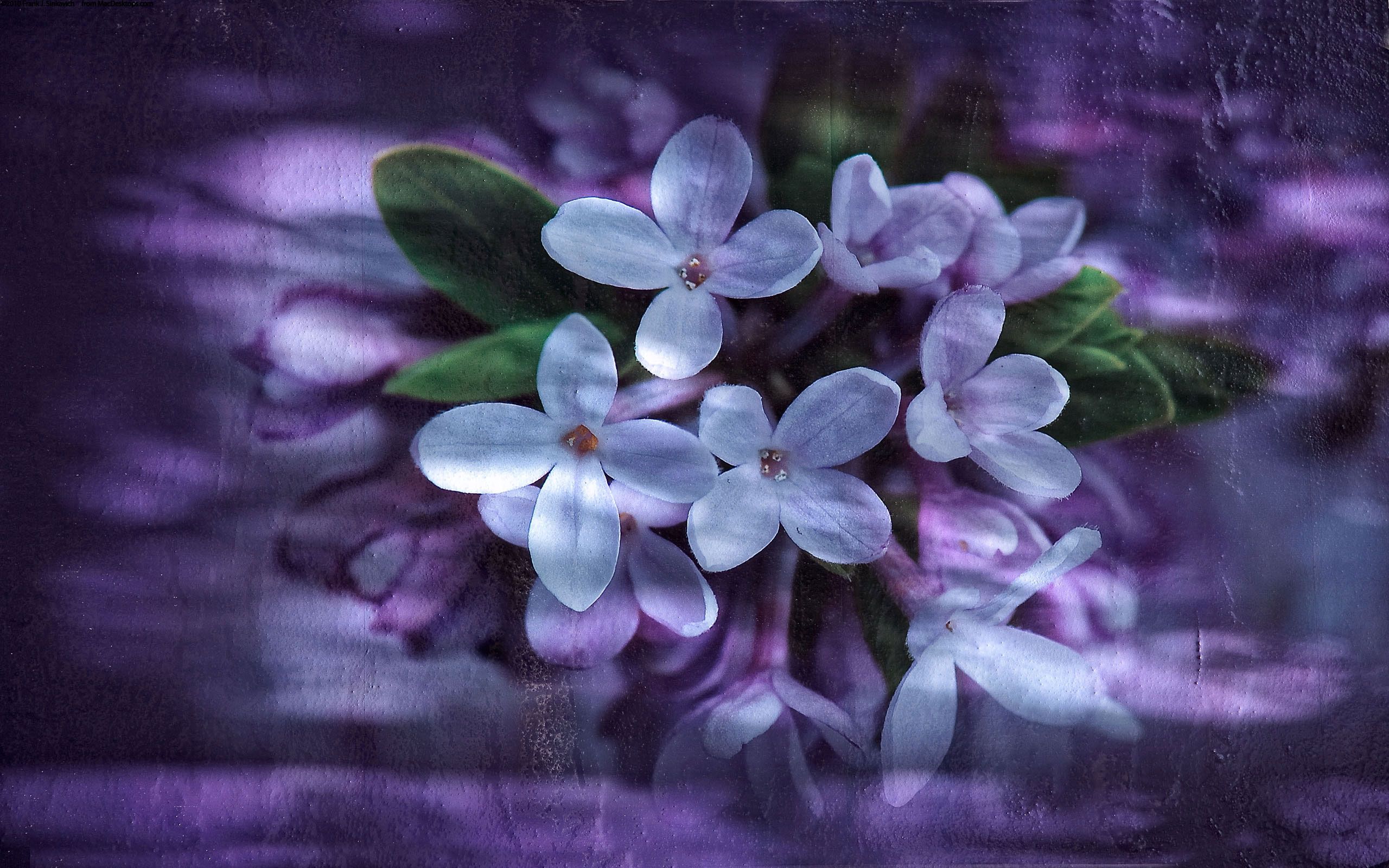 Download mobile wallpaper Reflection, Petals, Macro, Lilac, Background for free.