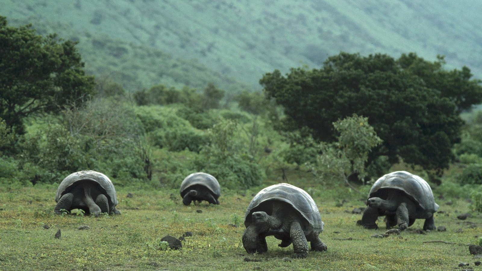 Galápagos Tortoise Desktop Background Image
