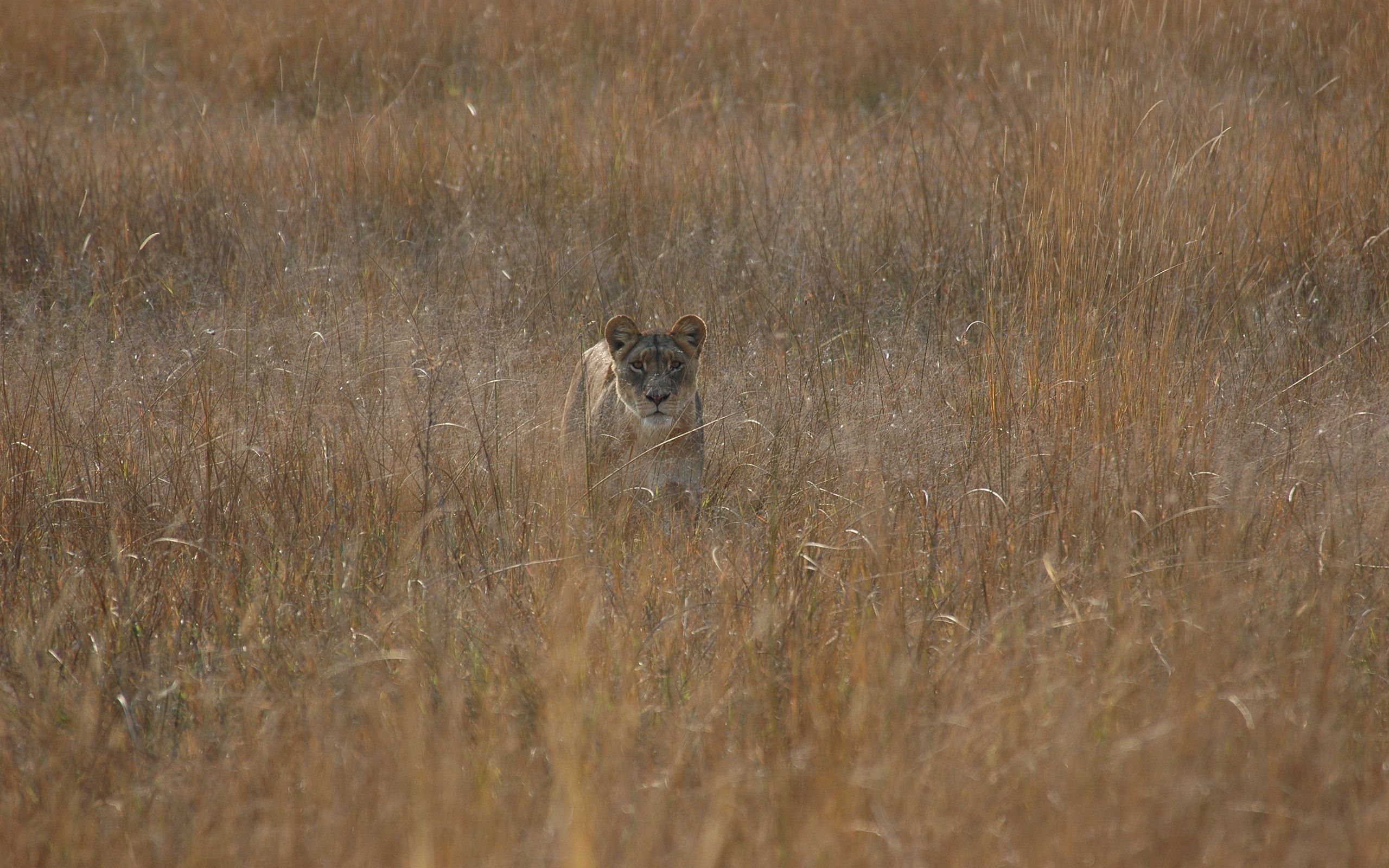 Cool Wallpapers animals, grass, field, lioness, hunting, hunt