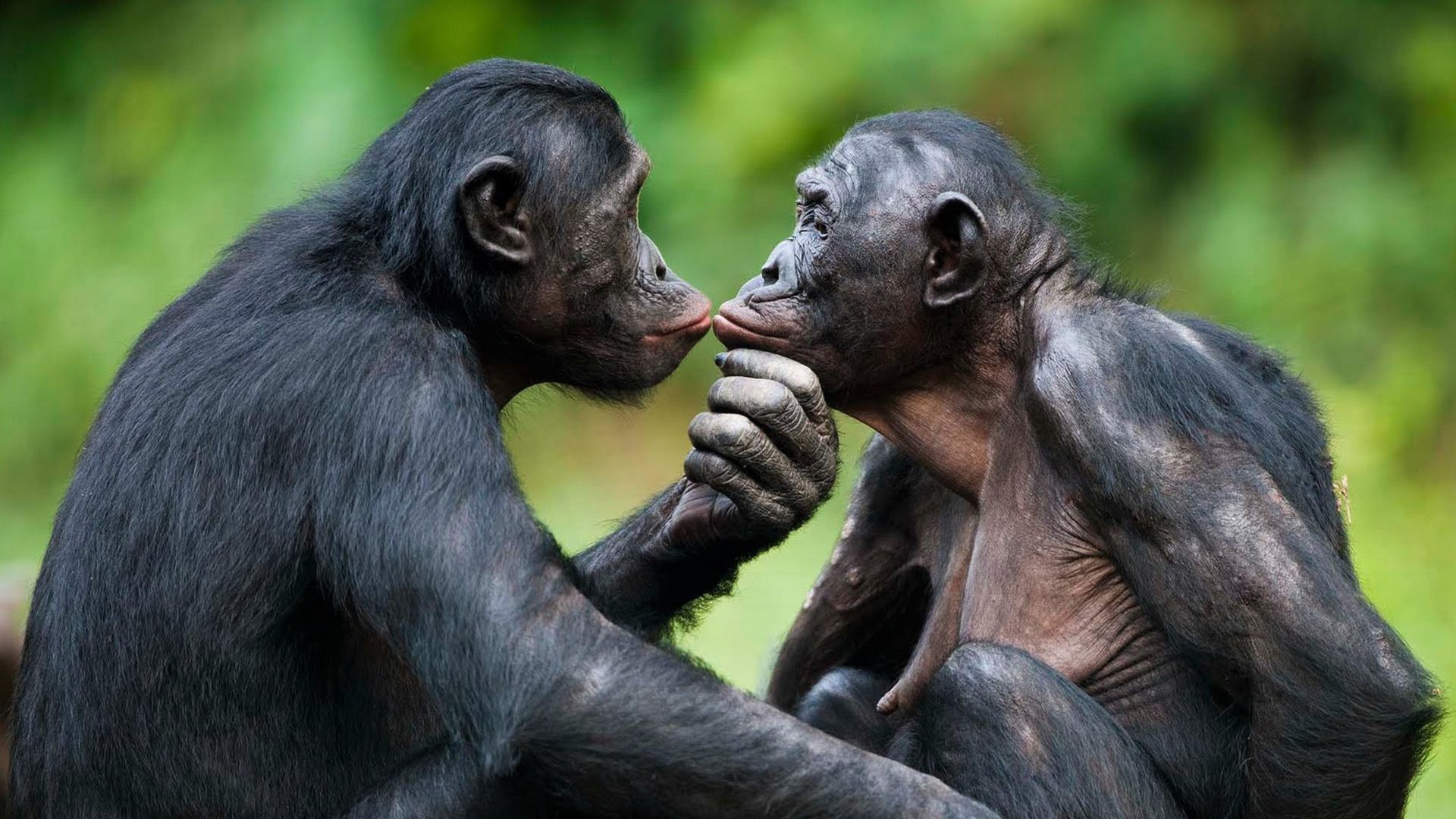 animal, bonobo, ape, monkeys cellphone