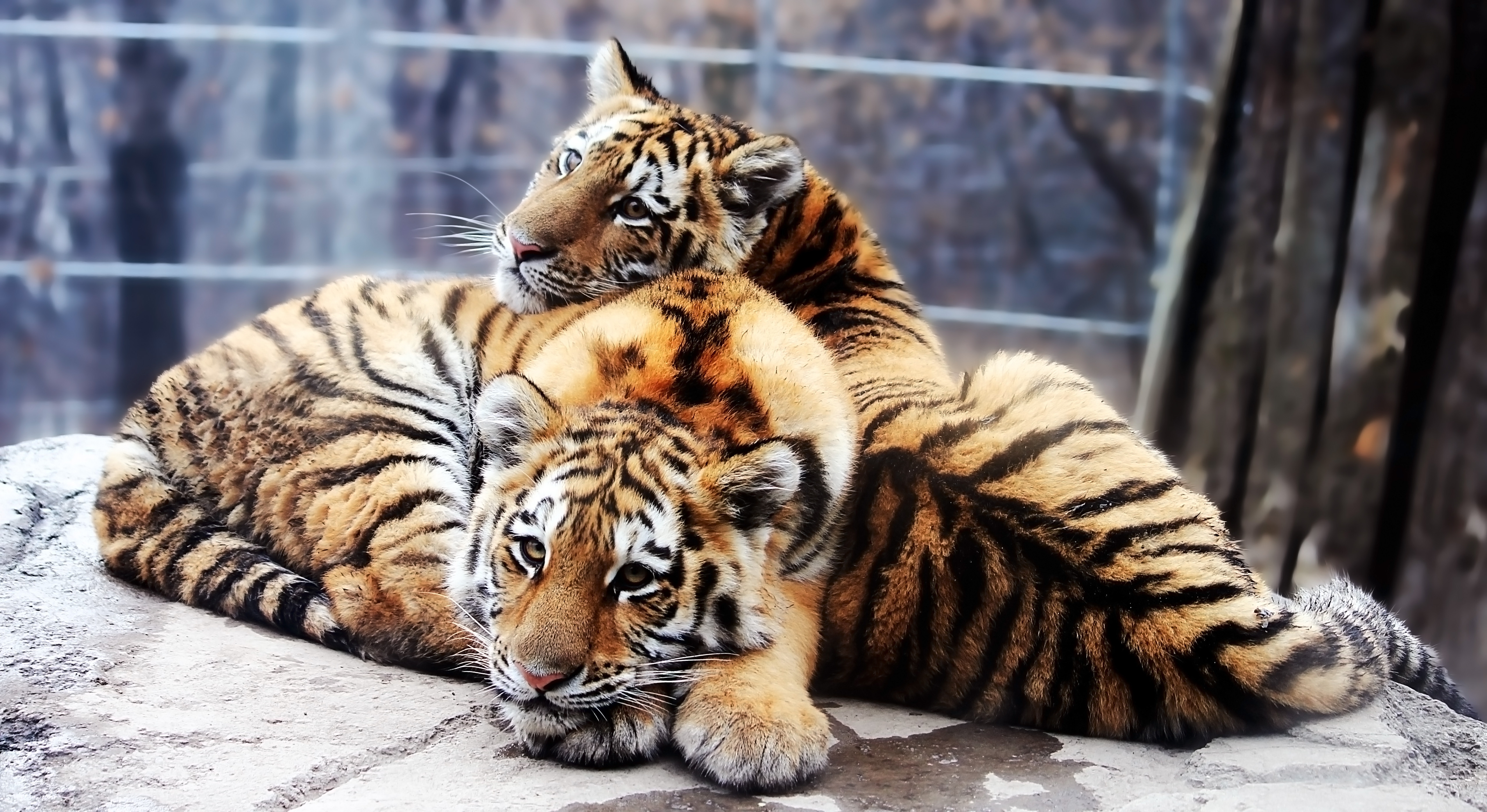 animals, stones, predators, couple, pair, to lie down, lie, tiger cubs Full HD