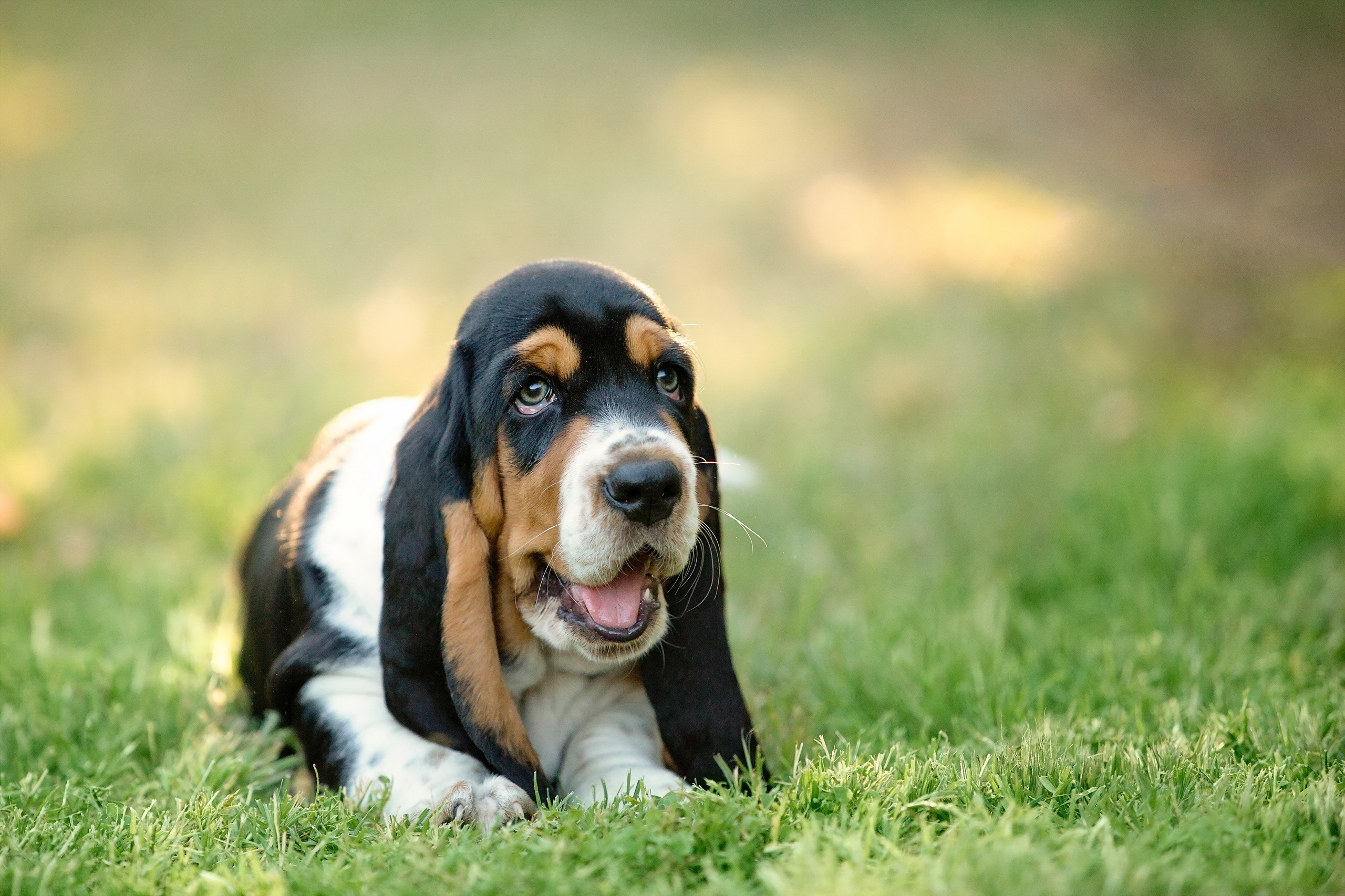  Basset HD Android Wallpapers