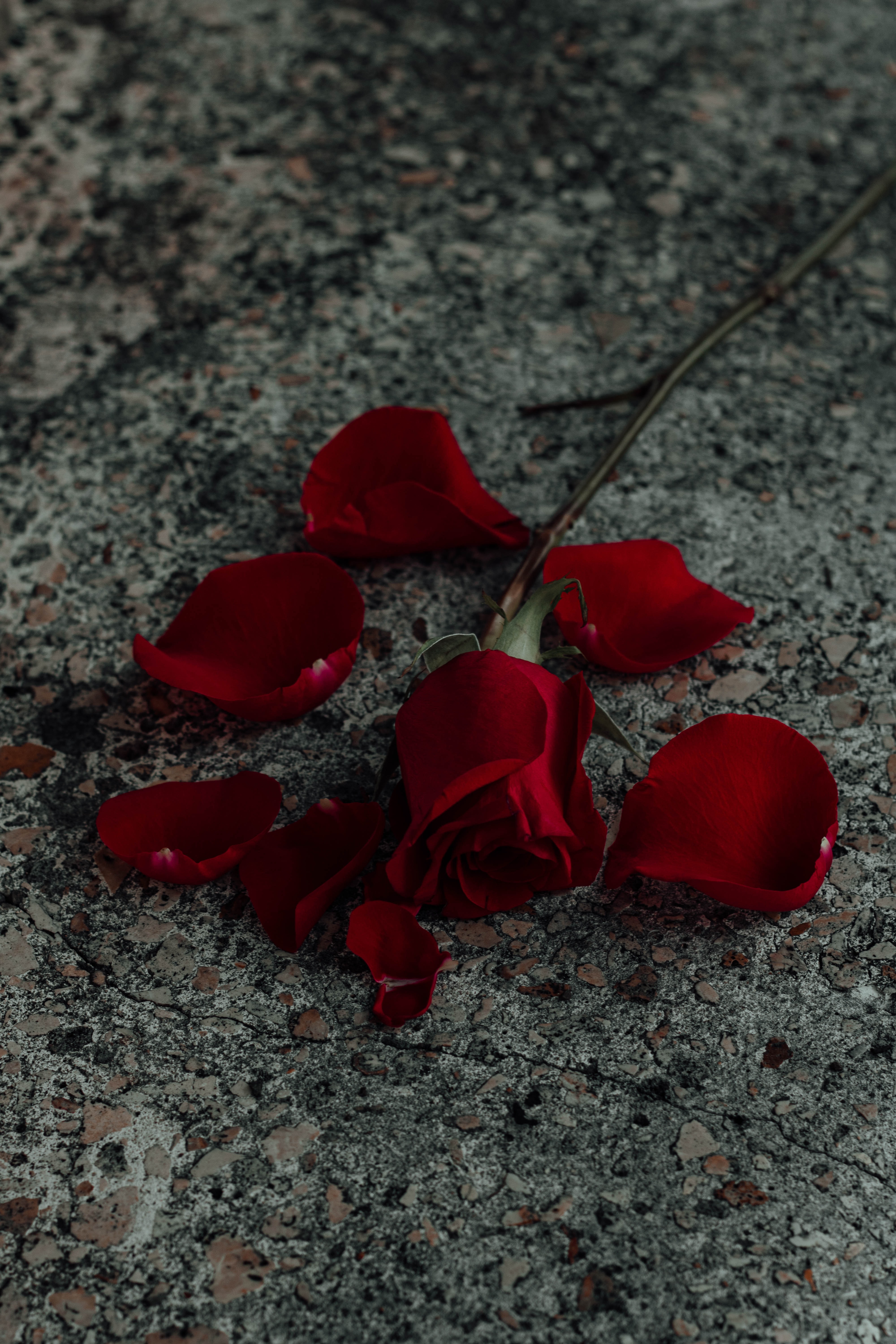 flower, surface, flowers, red, rose flower, rose, petals cellphone