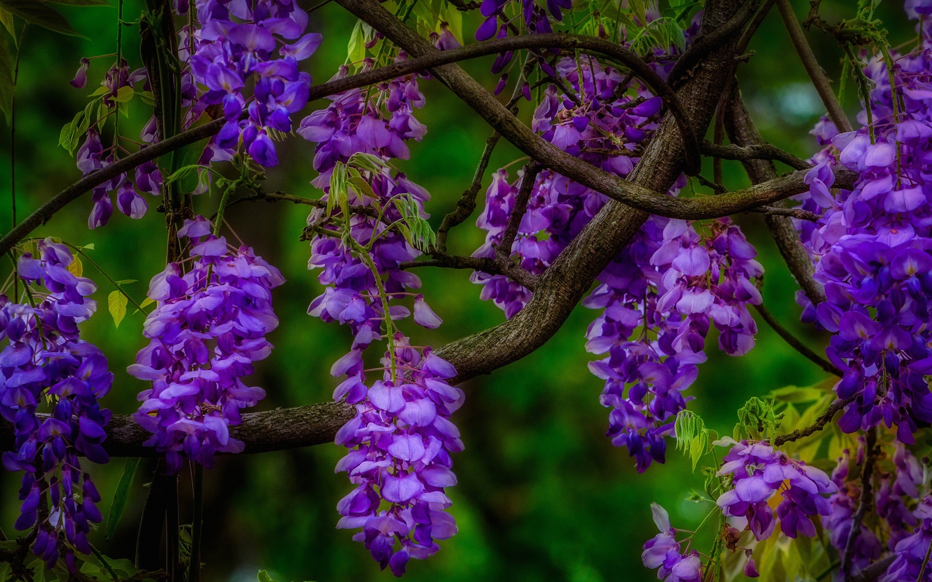 Free HD earth, wisteria, flower, purple flower, flowers