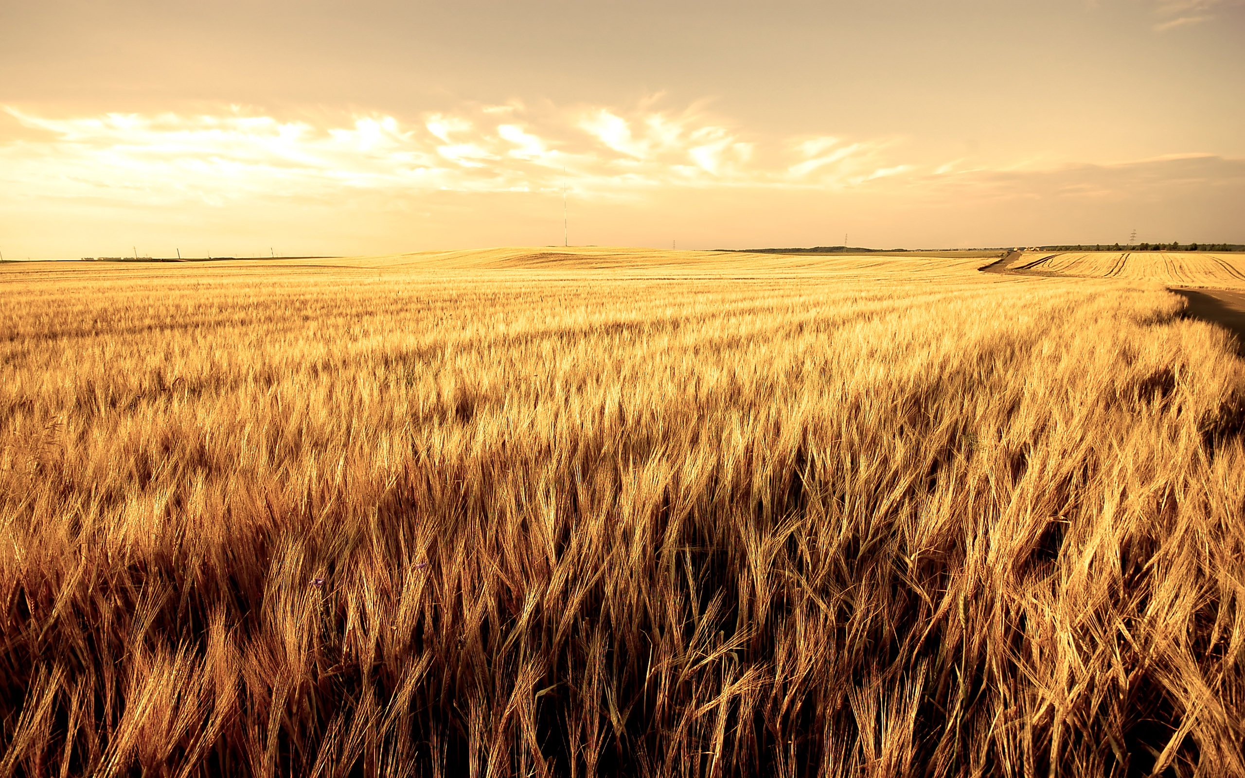 Охотное поле. «Пшеничное поле — Противостояние» (Нью-Йорк, США). В поле. Поле пшеницы. Aole.