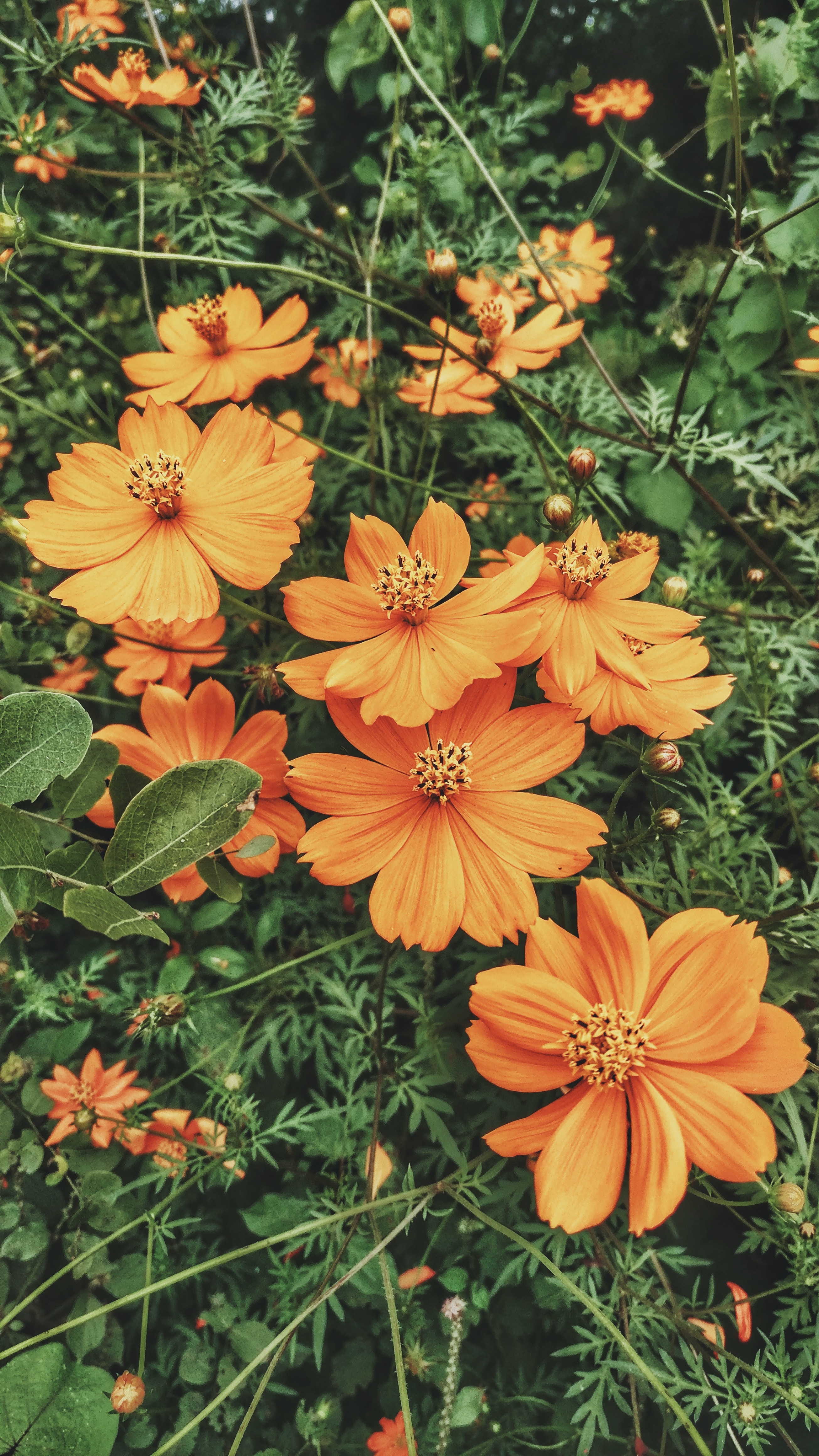 glade, flowers, orange, polyana, kosmeya, cosmos Phone Background