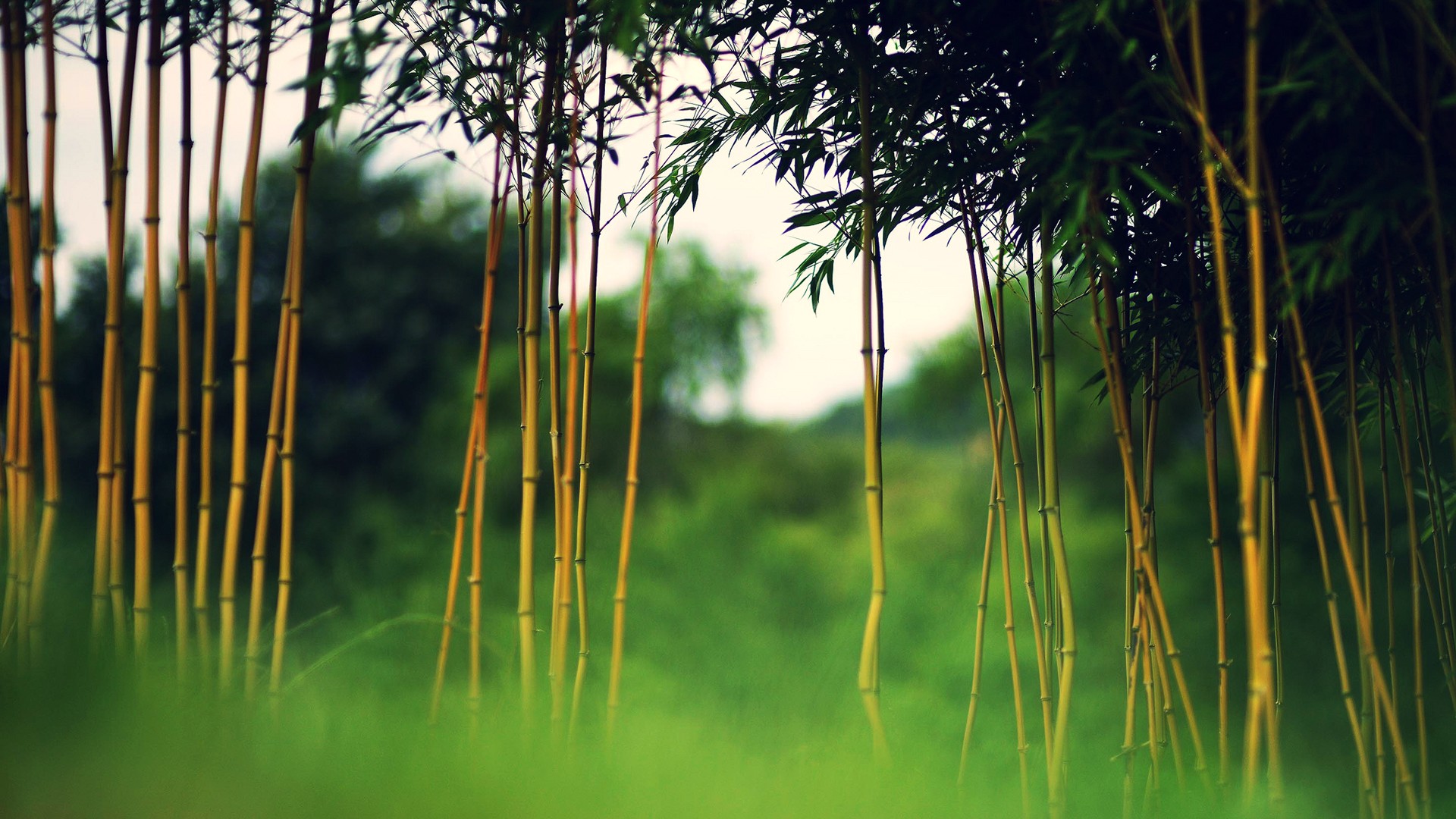 Бамбуковый лес фото