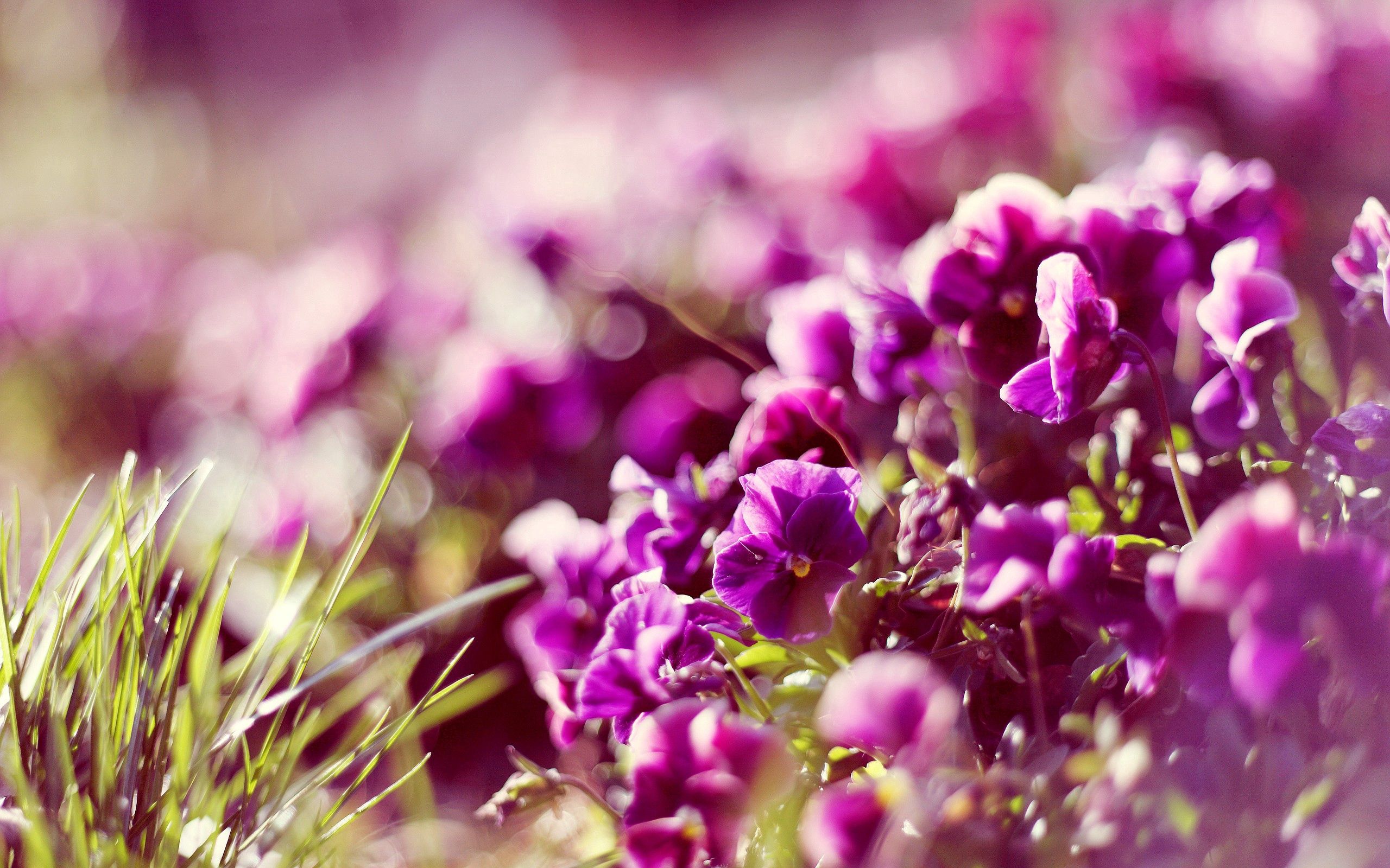 Laden Sie das Blütenblätter, Sonnenlicht, Blendung, Makro, Blumen-Bild kostenlos auf Ihren PC-Desktop herunter