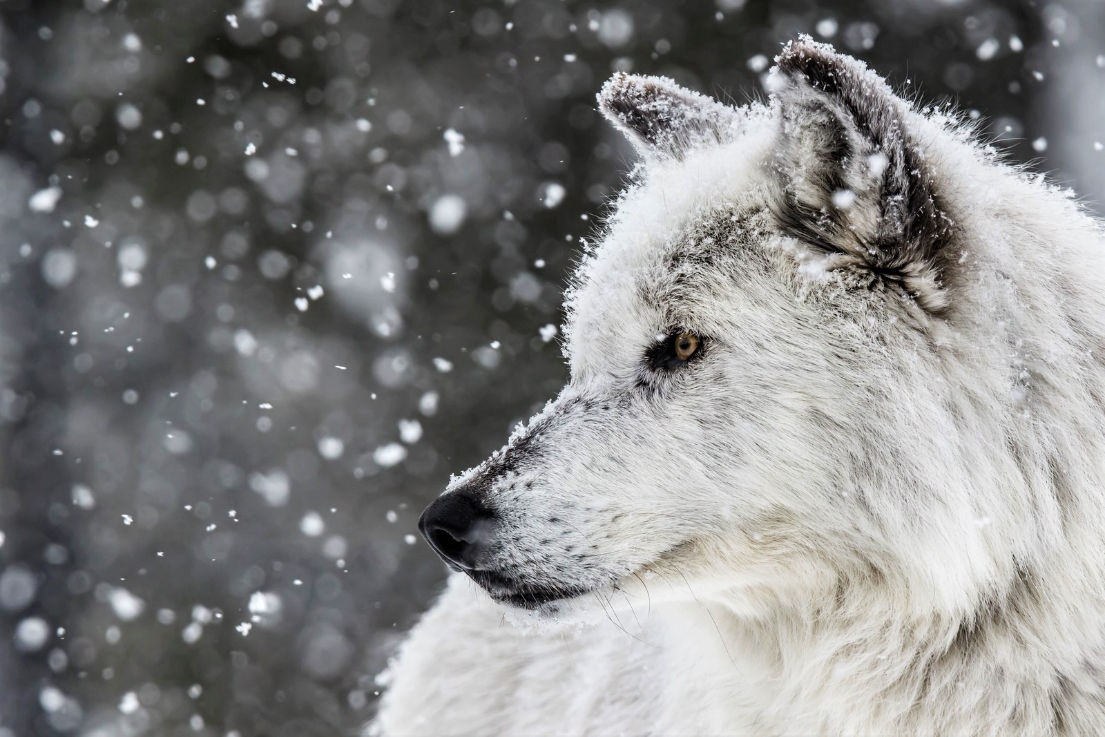 420719 скачать обои белый волк, снегопад, зима, животные, волк, волки - заставки и картинки бесплатно