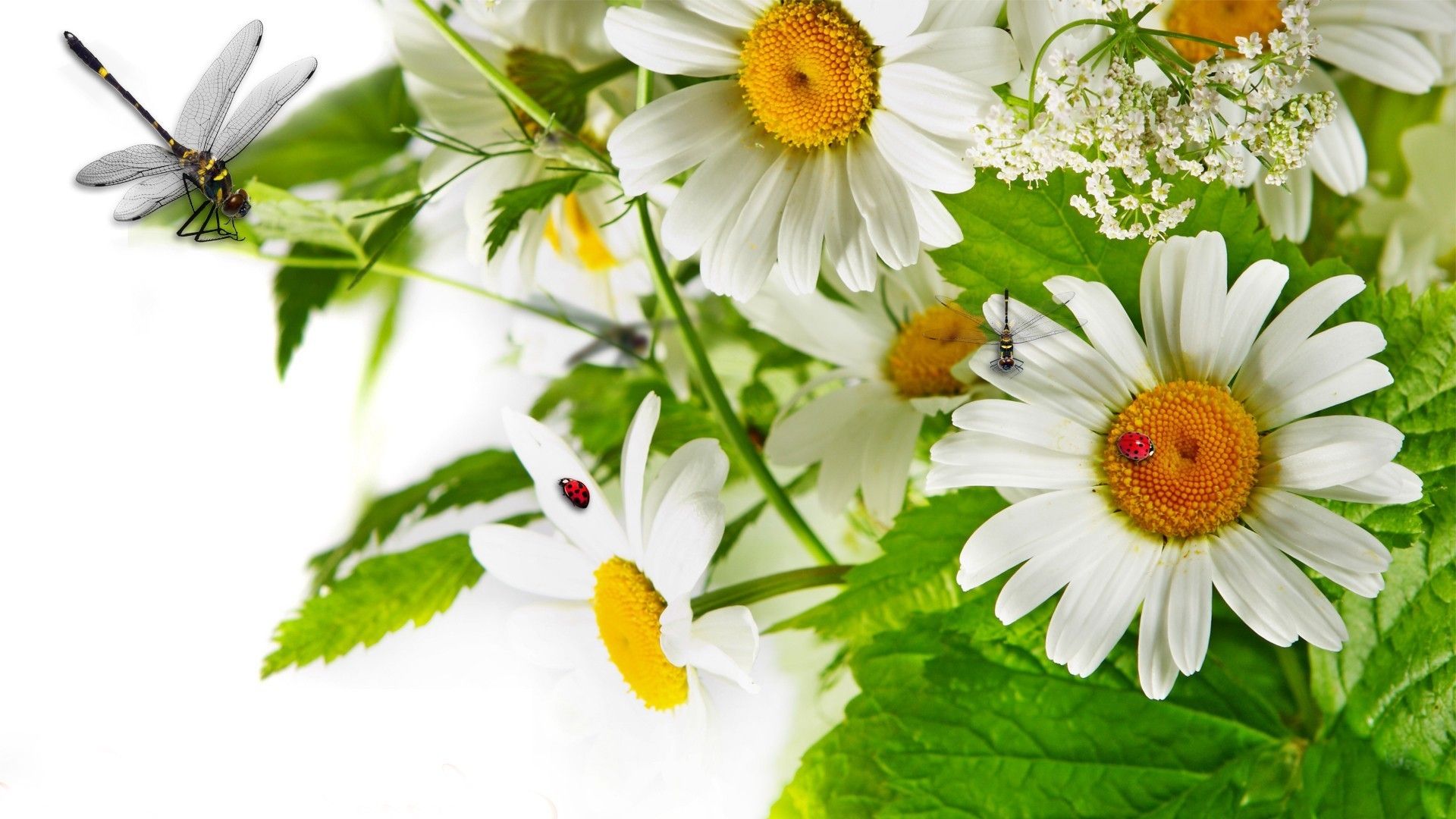 Download mobile wallpaper Flowers, Earth, Chamomile, Daisy for free.