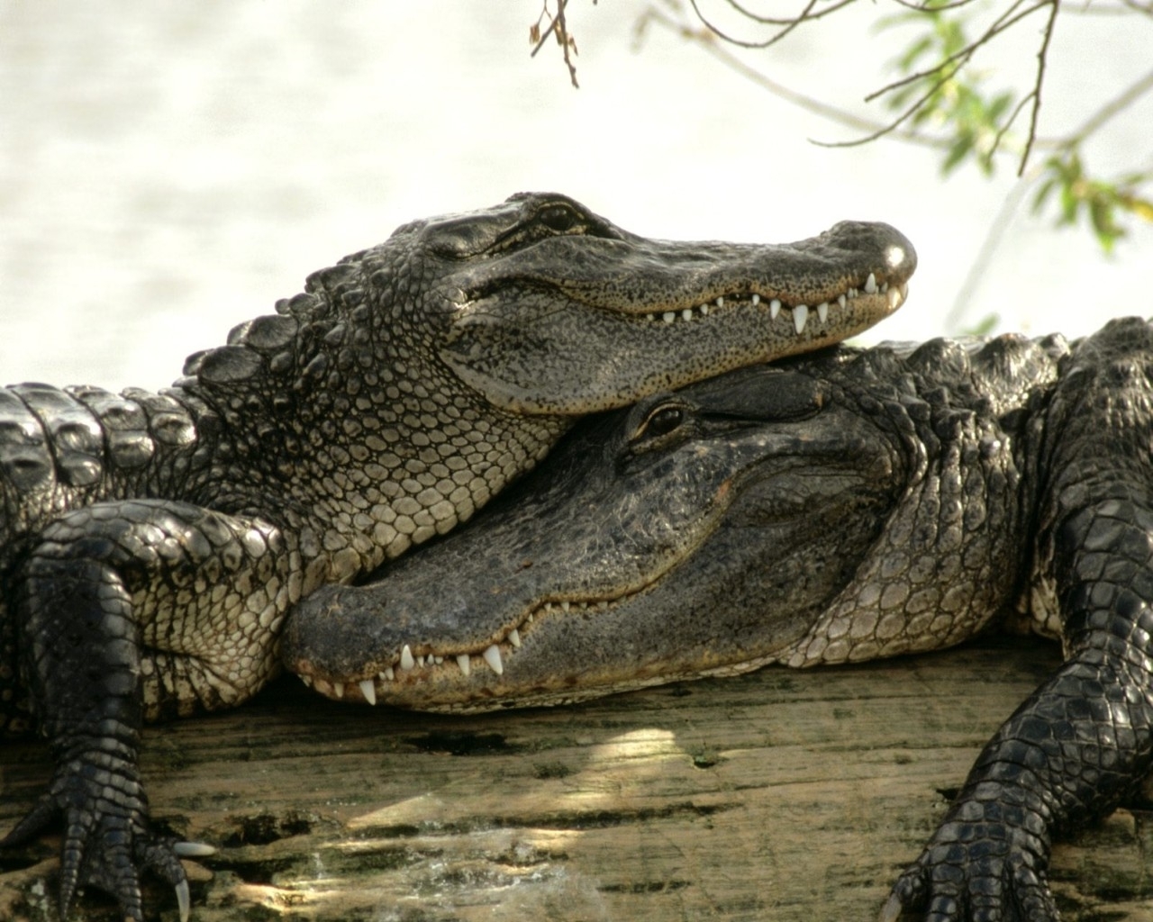 crocodiles, animals, yellow