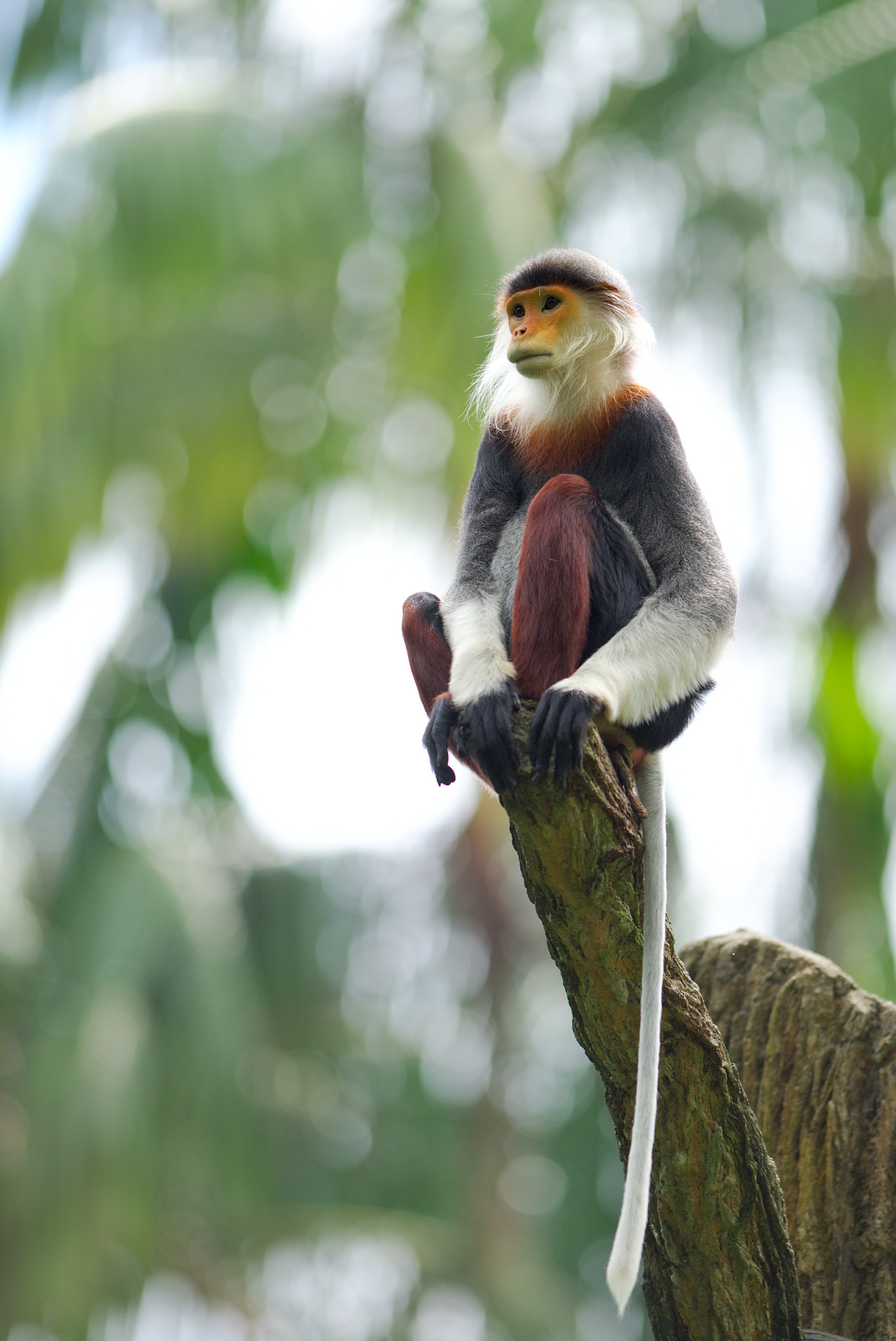 android wood, monkey, toque, animals, tree, animal, tail, macaque