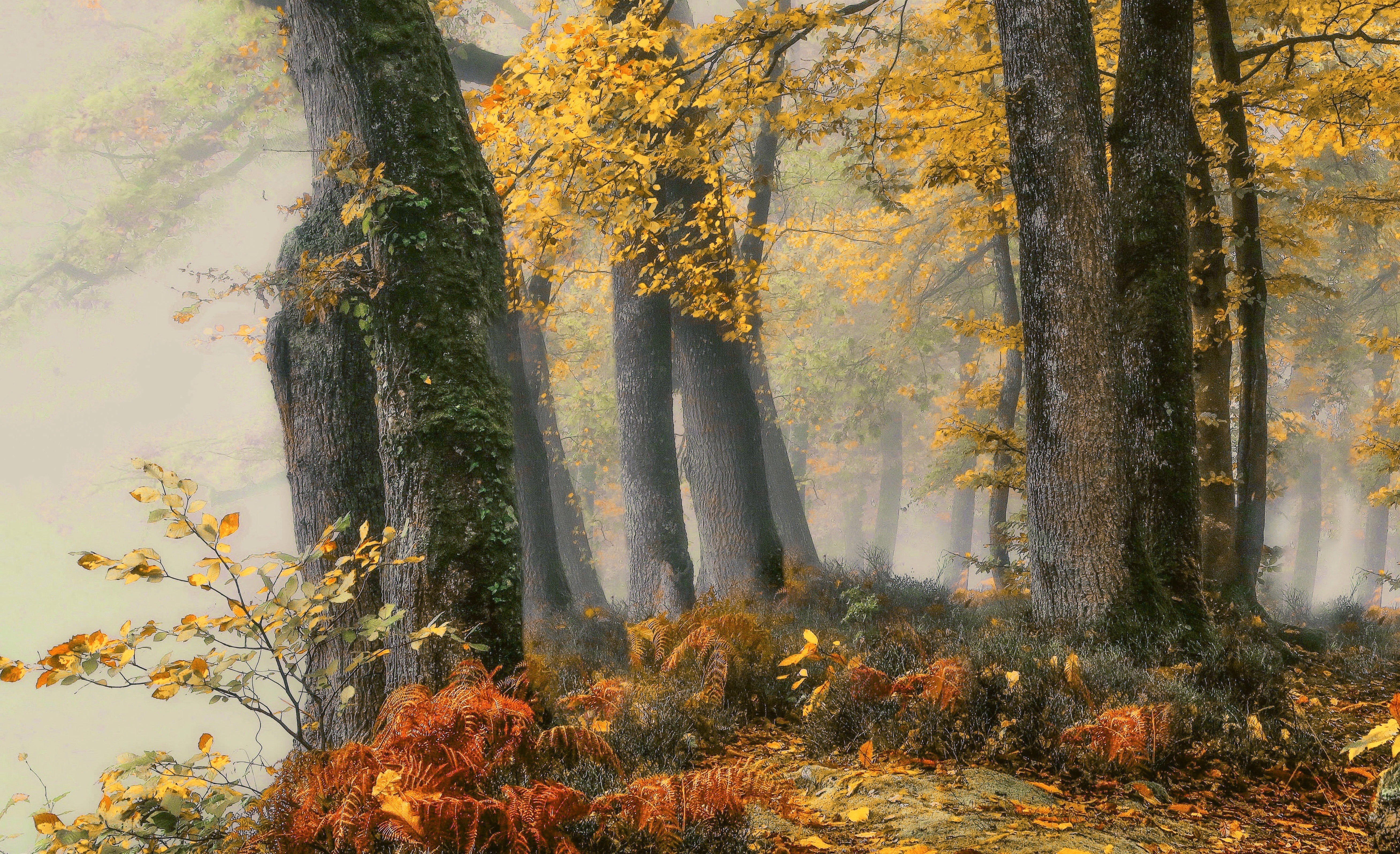 Сказочный осенний лес