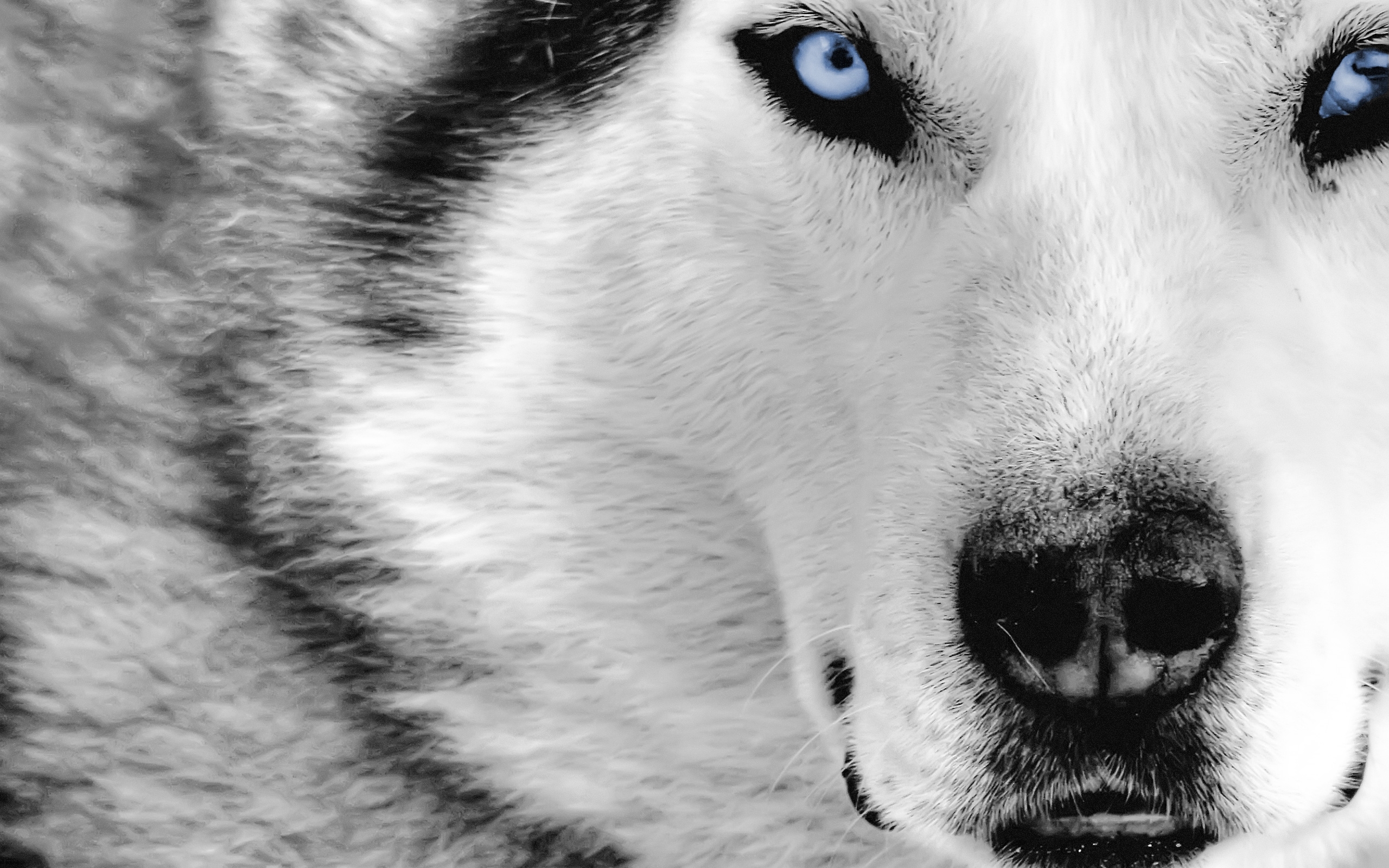 wallpapers animals, wolfs, gray
