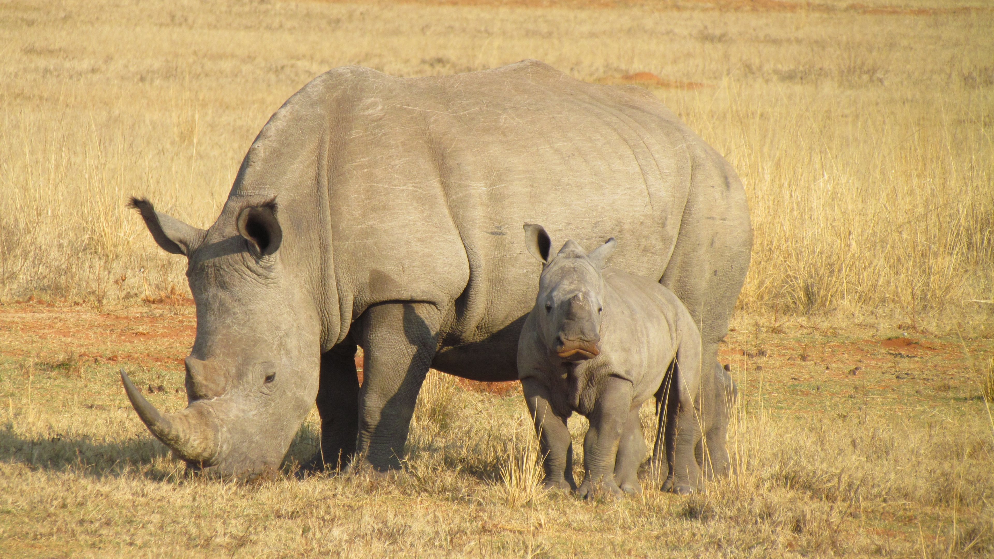 367945 descargar fondo de pantalla animales, rinoceronte, áfrica, bebé: protectores de pantalla e imágenes gratis