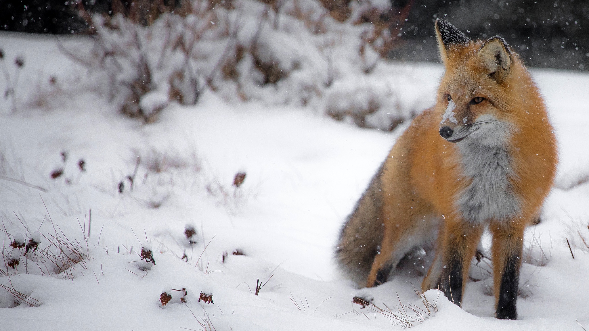 Snow fox. Лиса зимой. Снежная лиса. Лиса в снегу. Лиса HD.