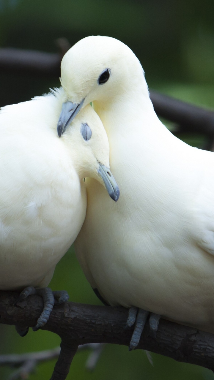 dove, branch, white dove, couple, animal, birds