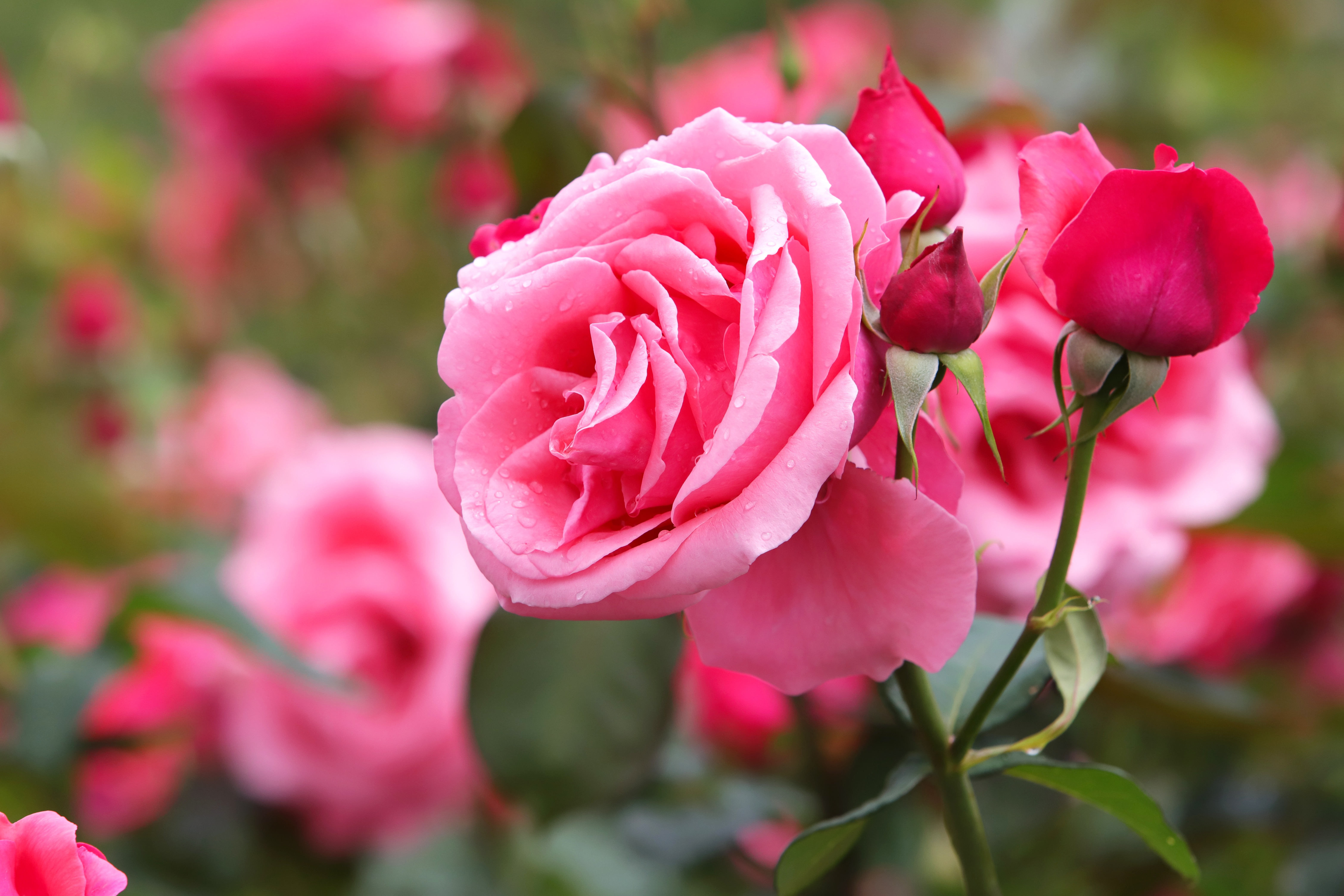 Pink Roses Live Wallpaper for Android - Download | Cafe Bazaar