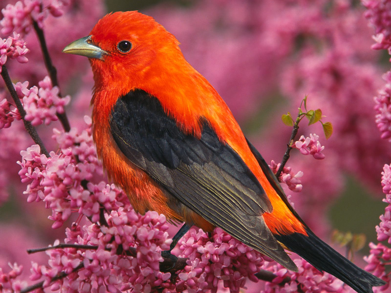 animal, tanager, bird, orange (color), scarlet tanager, birds 4K for PC