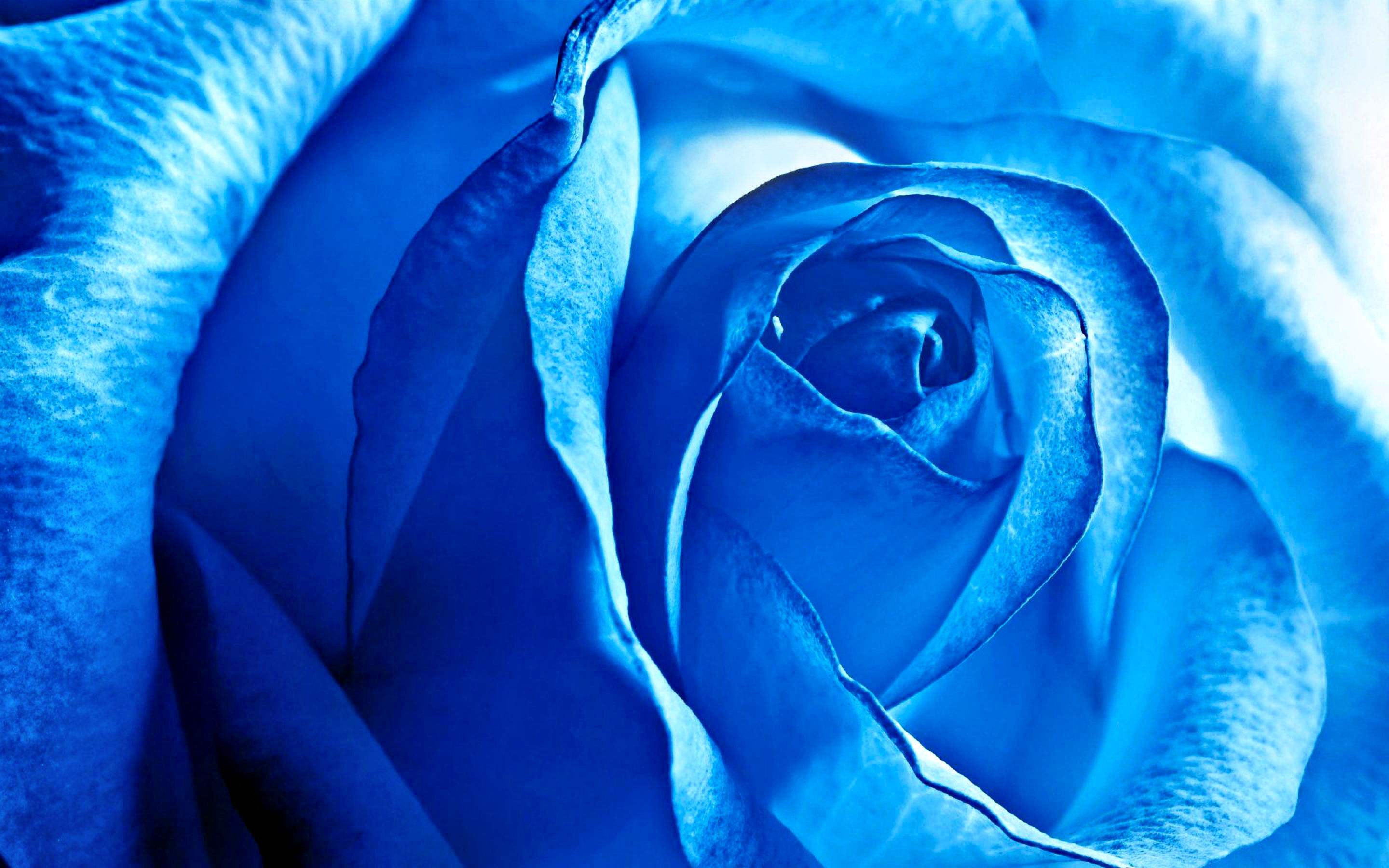 275583 免費下載壁紙 自然, 玫瑰, 蓝色, 花, 花卉 屏保和圖片