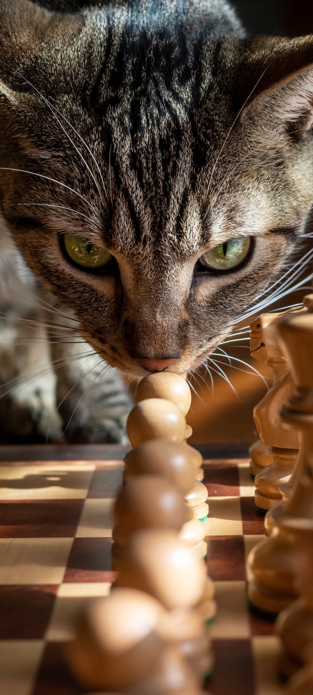 1181160 免費下載壁紙 动物, 猫, 棋, 国际象棋 屏保和圖片