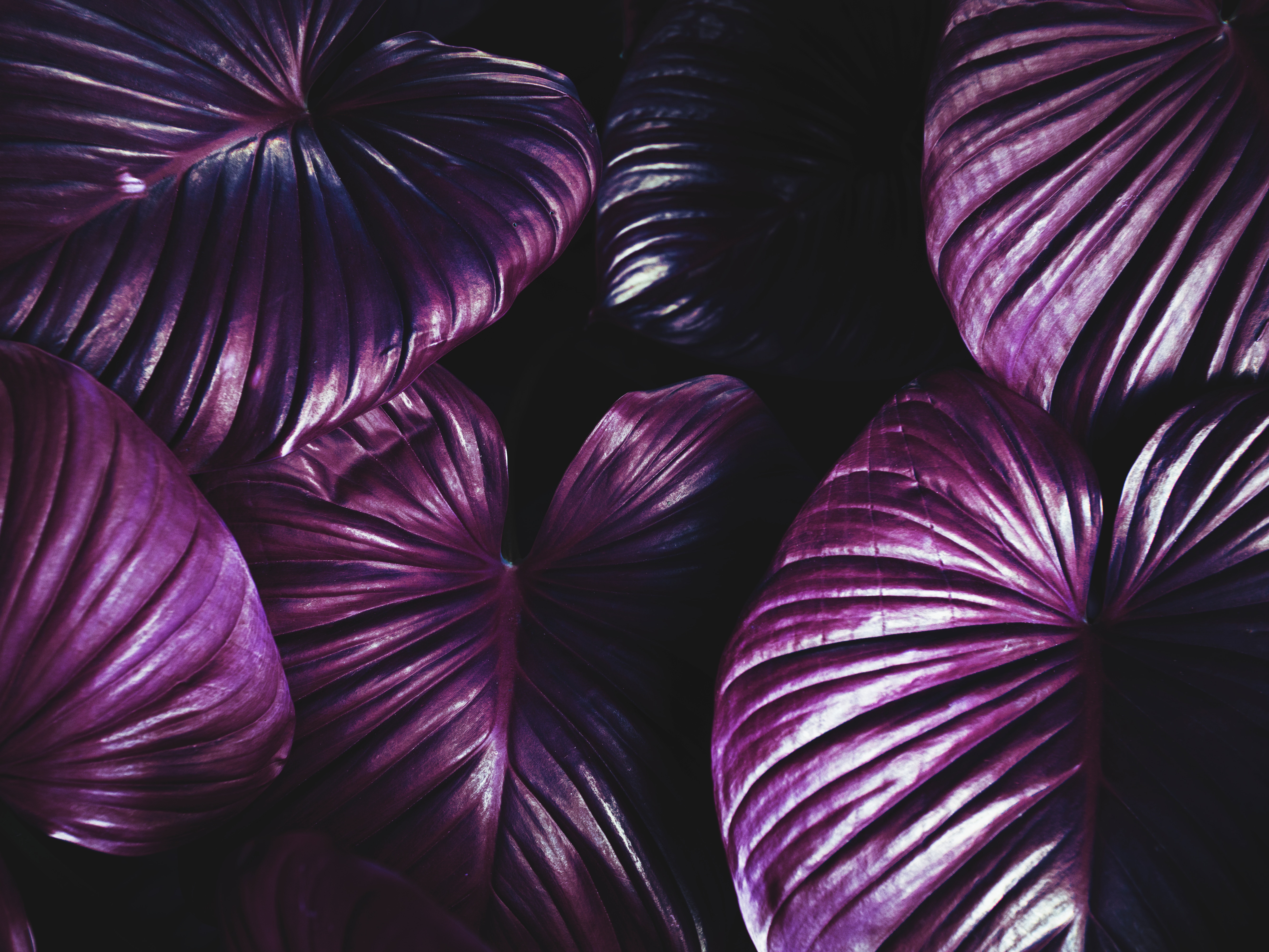 Скачать обои бесплатно Фиолетовый, Растение, Листья, Темные картинка на рабочий стол ПК