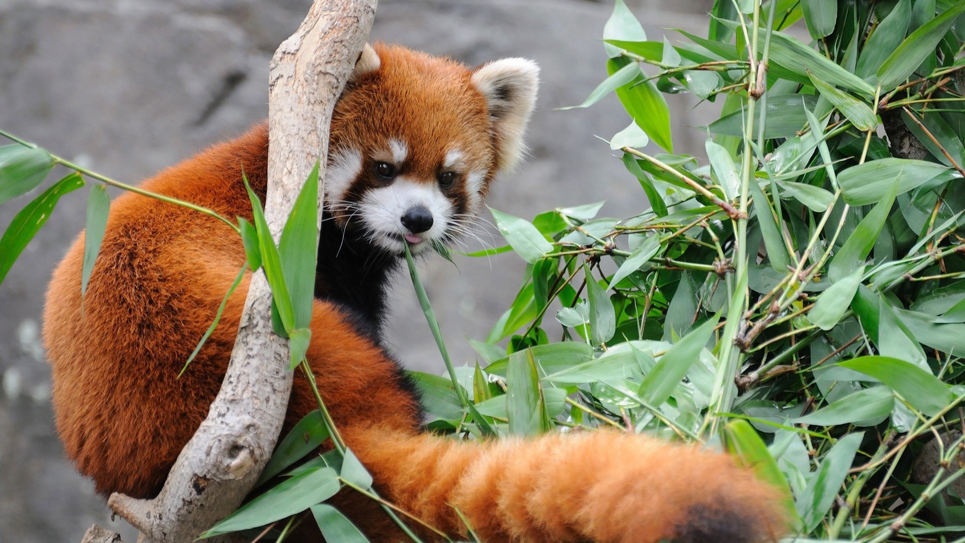 894881 Bild herunterladen tiere, kleiner panda - Hintergrundbilder und Bildschirmschoner kostenlos