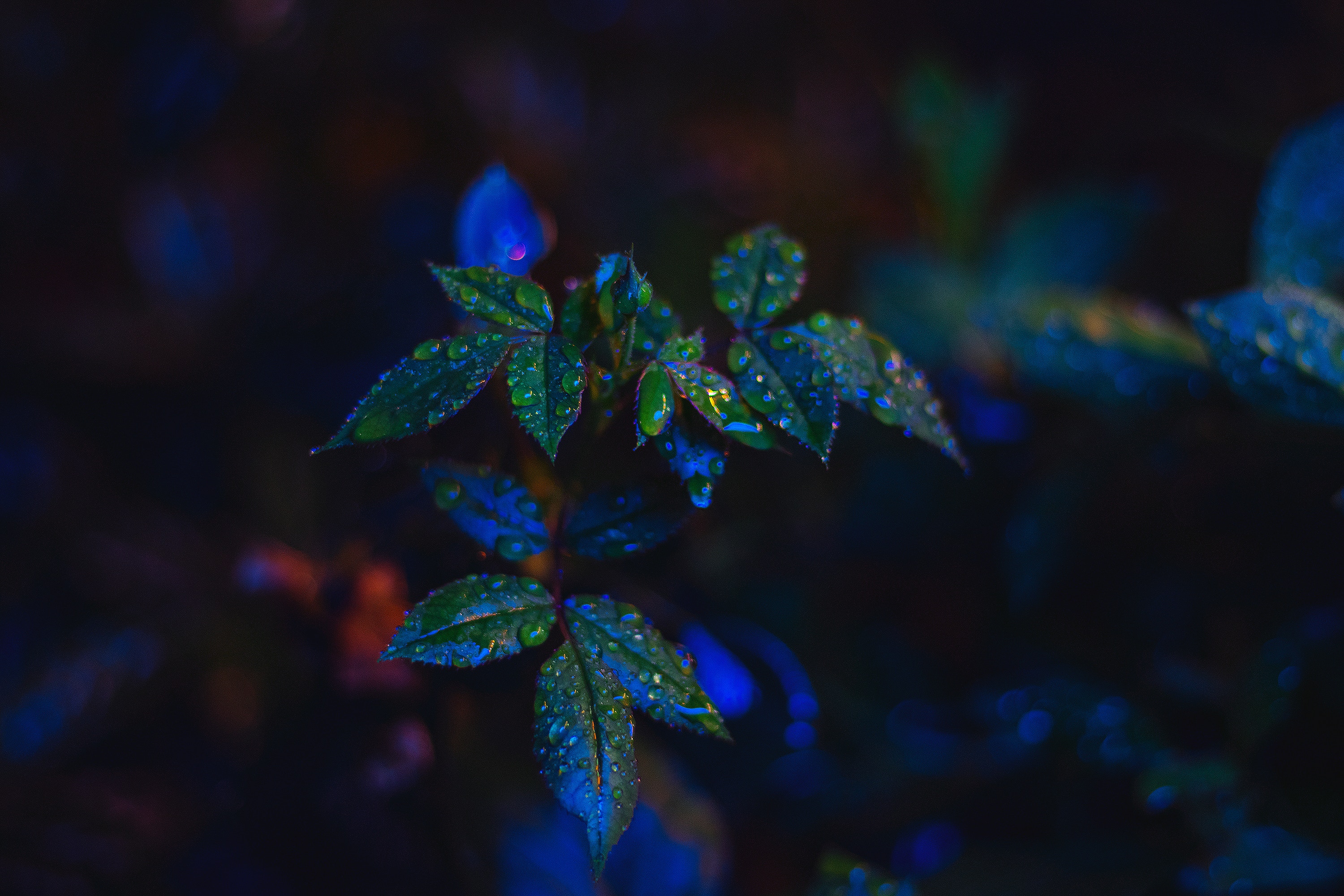 macro, close up, bush, leaves, drops Full HD