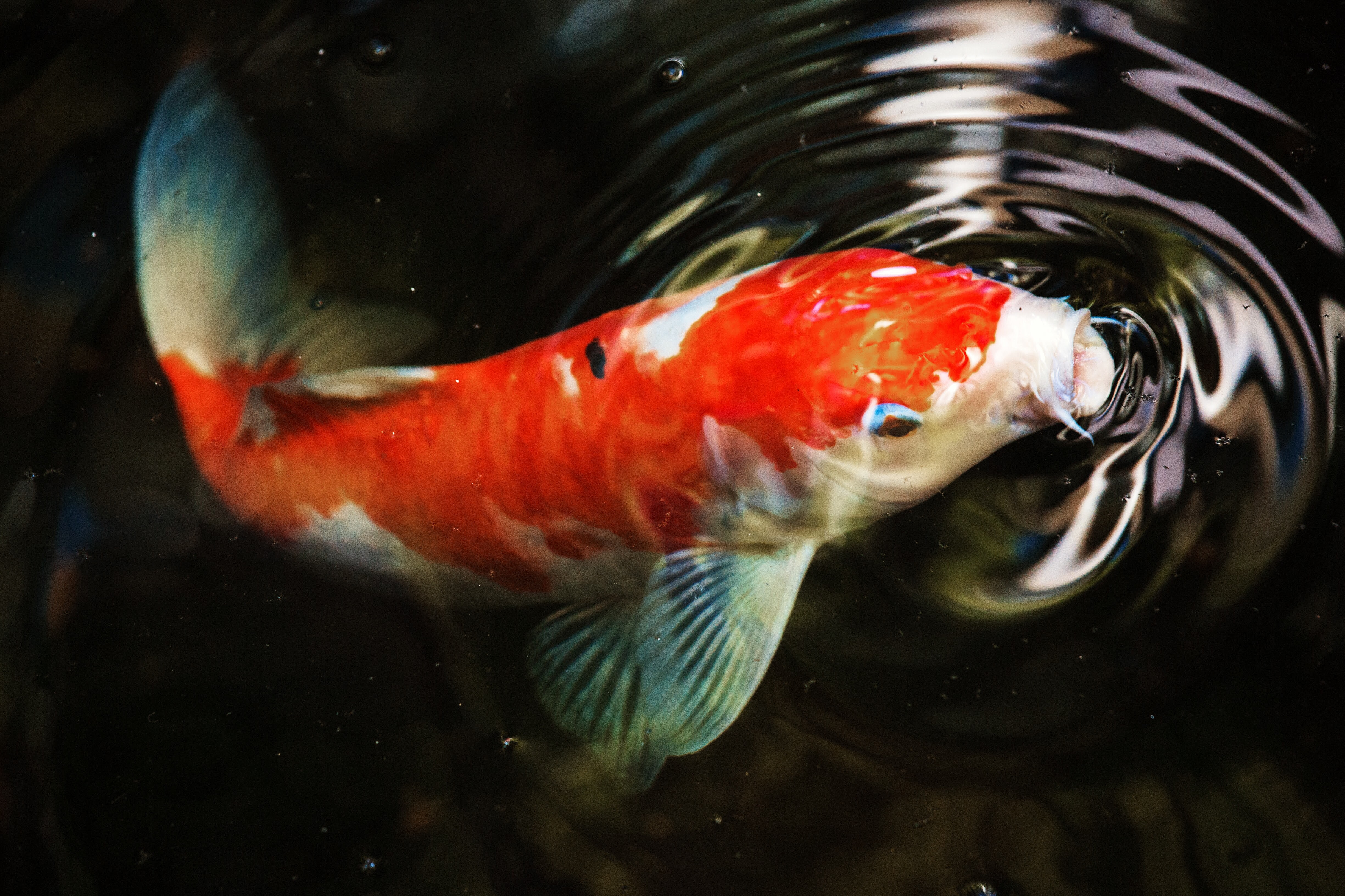 437815 descargar fondo de pantalla animales, koi, pez, carpa koi, peces: protectores de pantalla e imágenes gratis